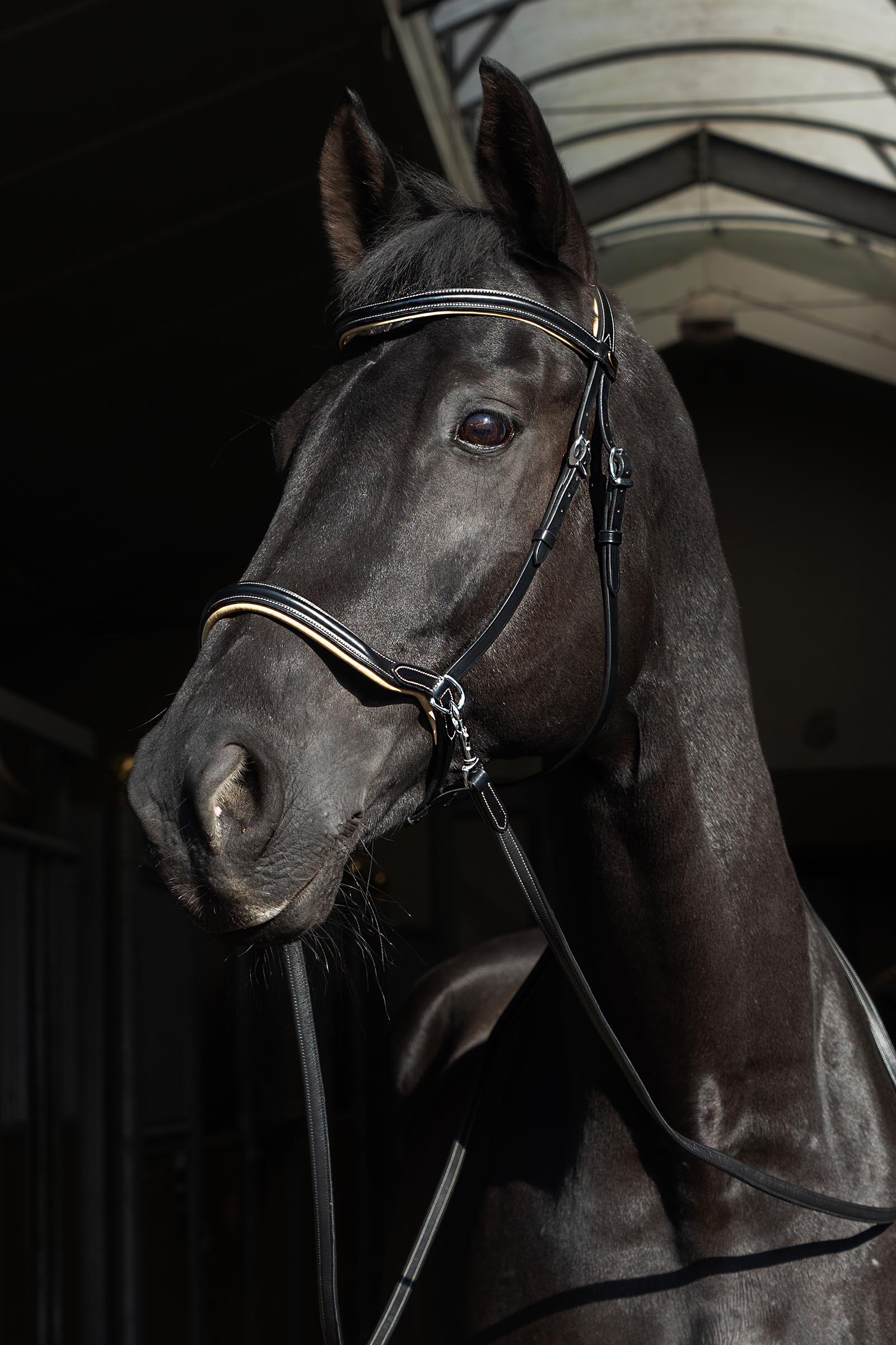 F.R.A. Freedom Riding Articles Sidepull Kiona z wodzami  