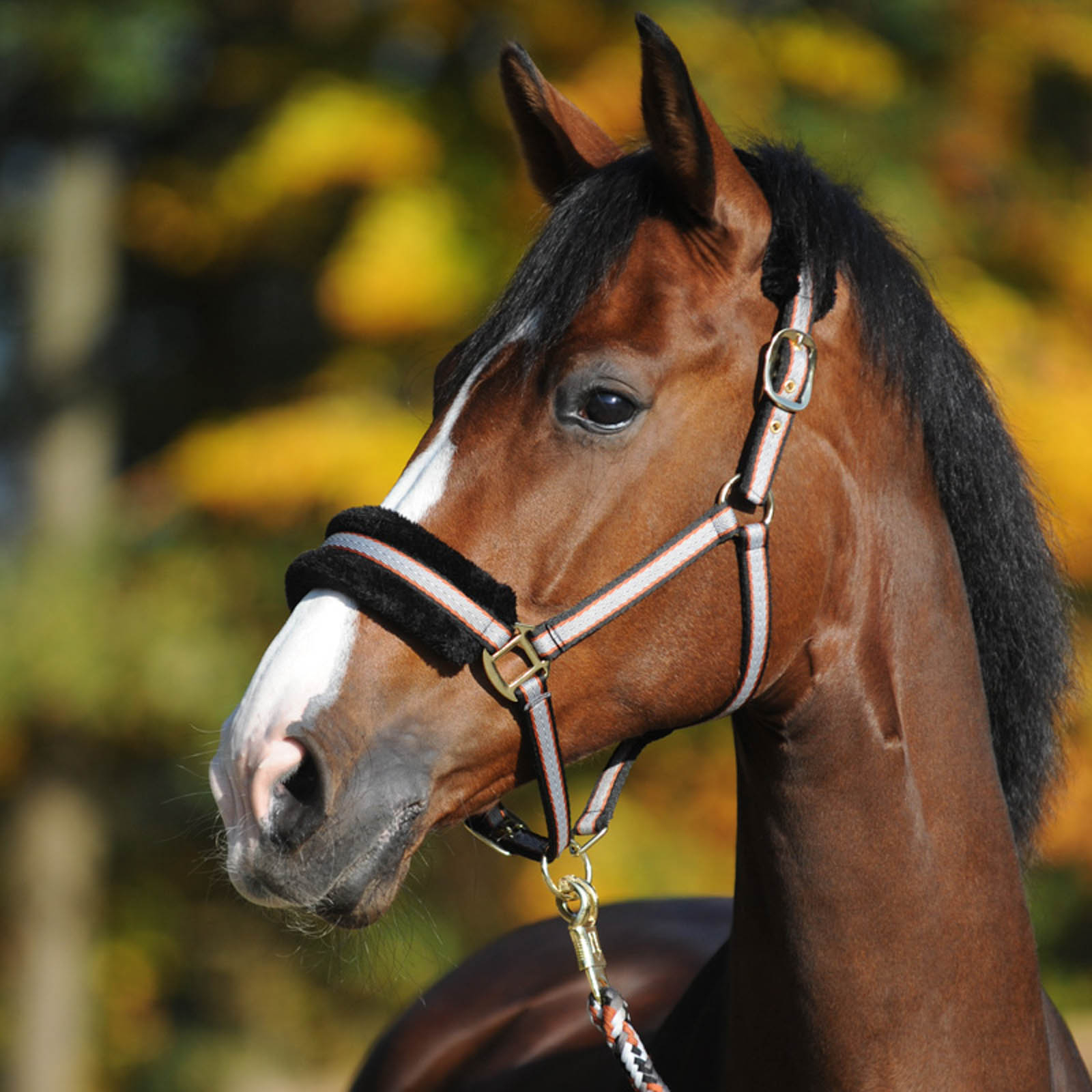 Kavalkade Gretchen Kantar