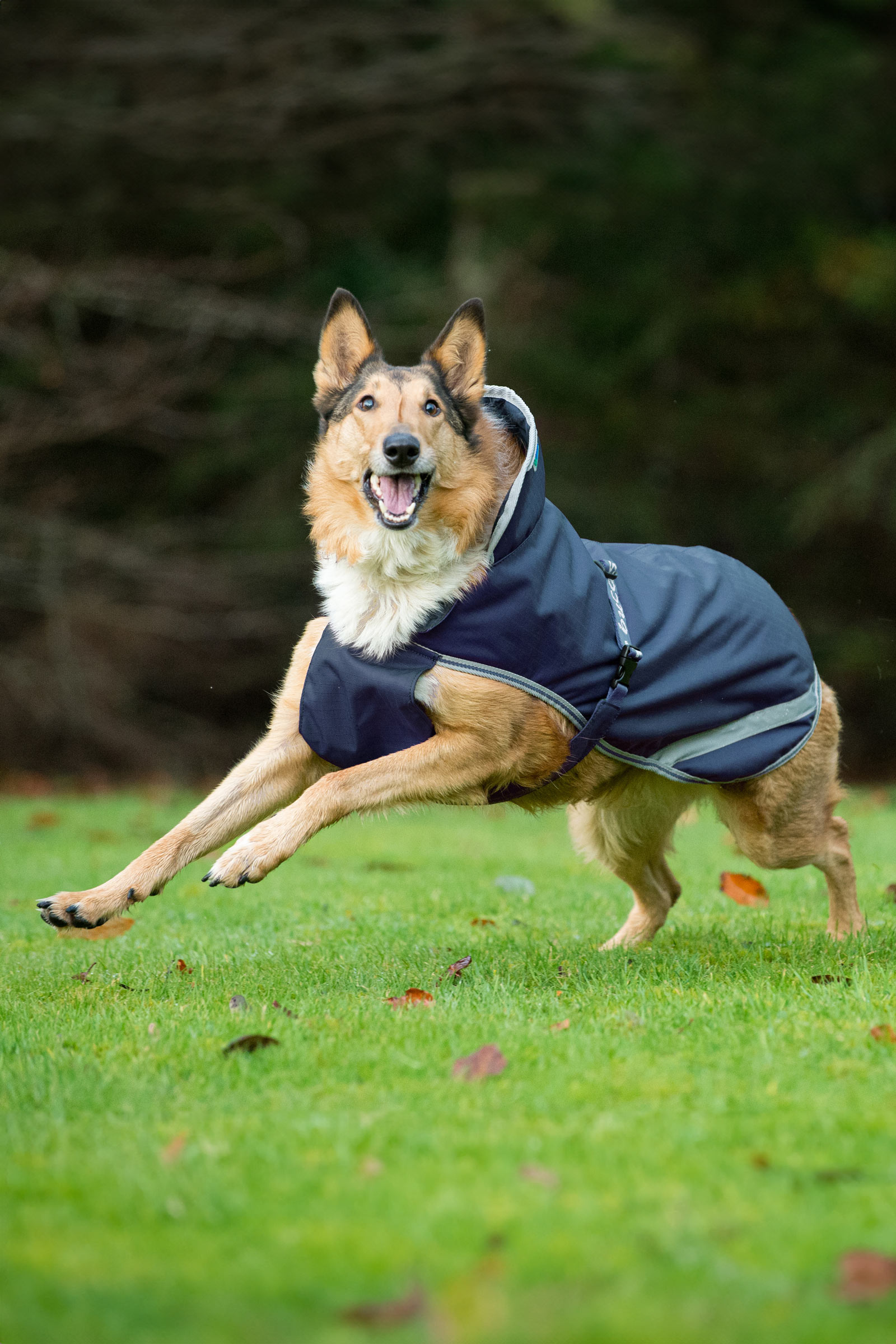 Bucas Freedom Kocyk dla psa, 50g (50-75 cm)