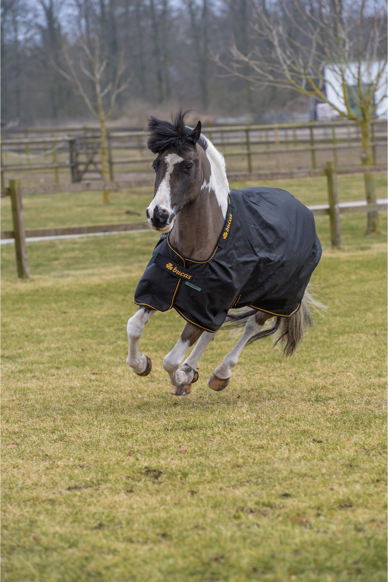 Bucas Irish derka padokowa, 100 g