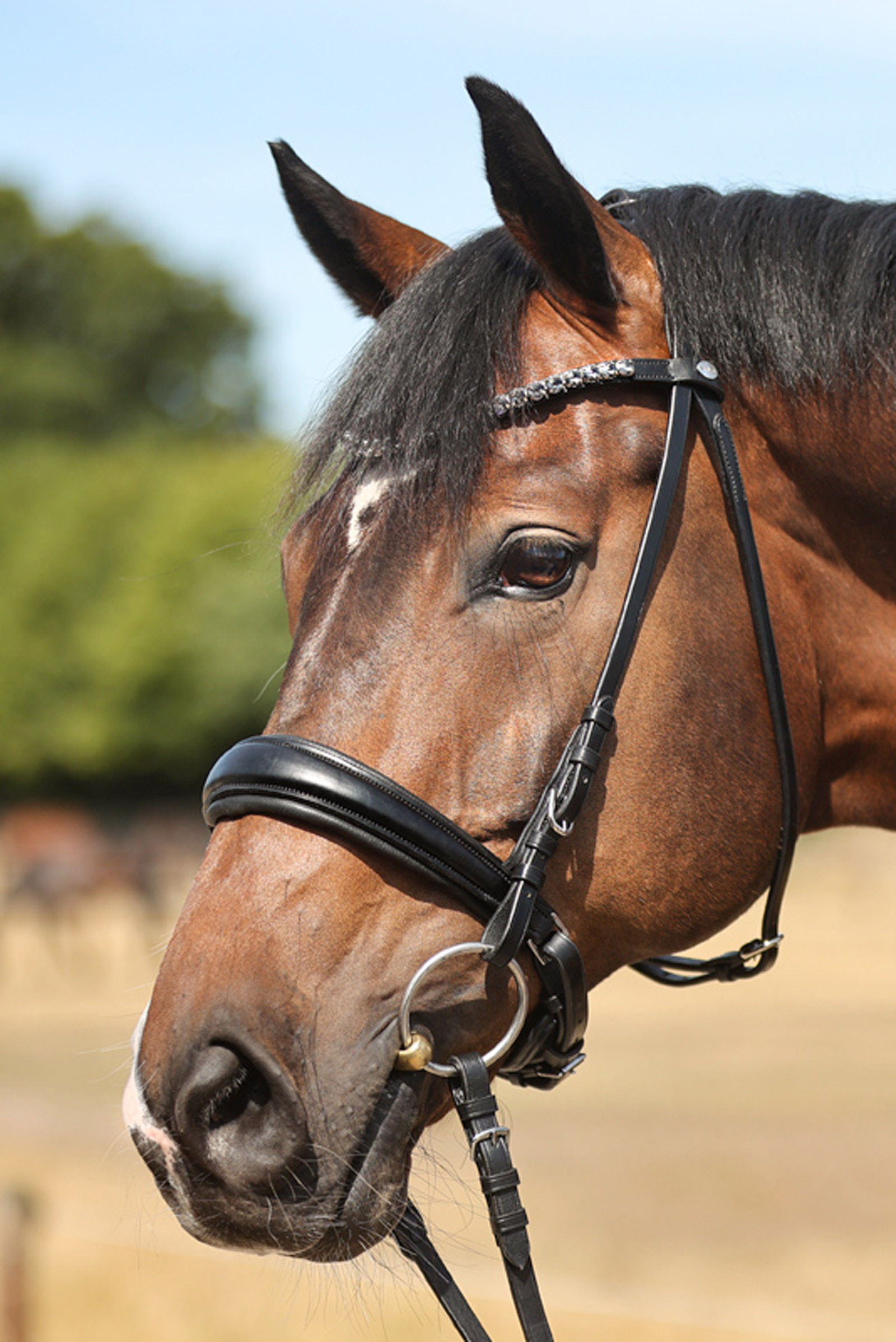 Ogłowie Kavalkade Ayana KavalSH4