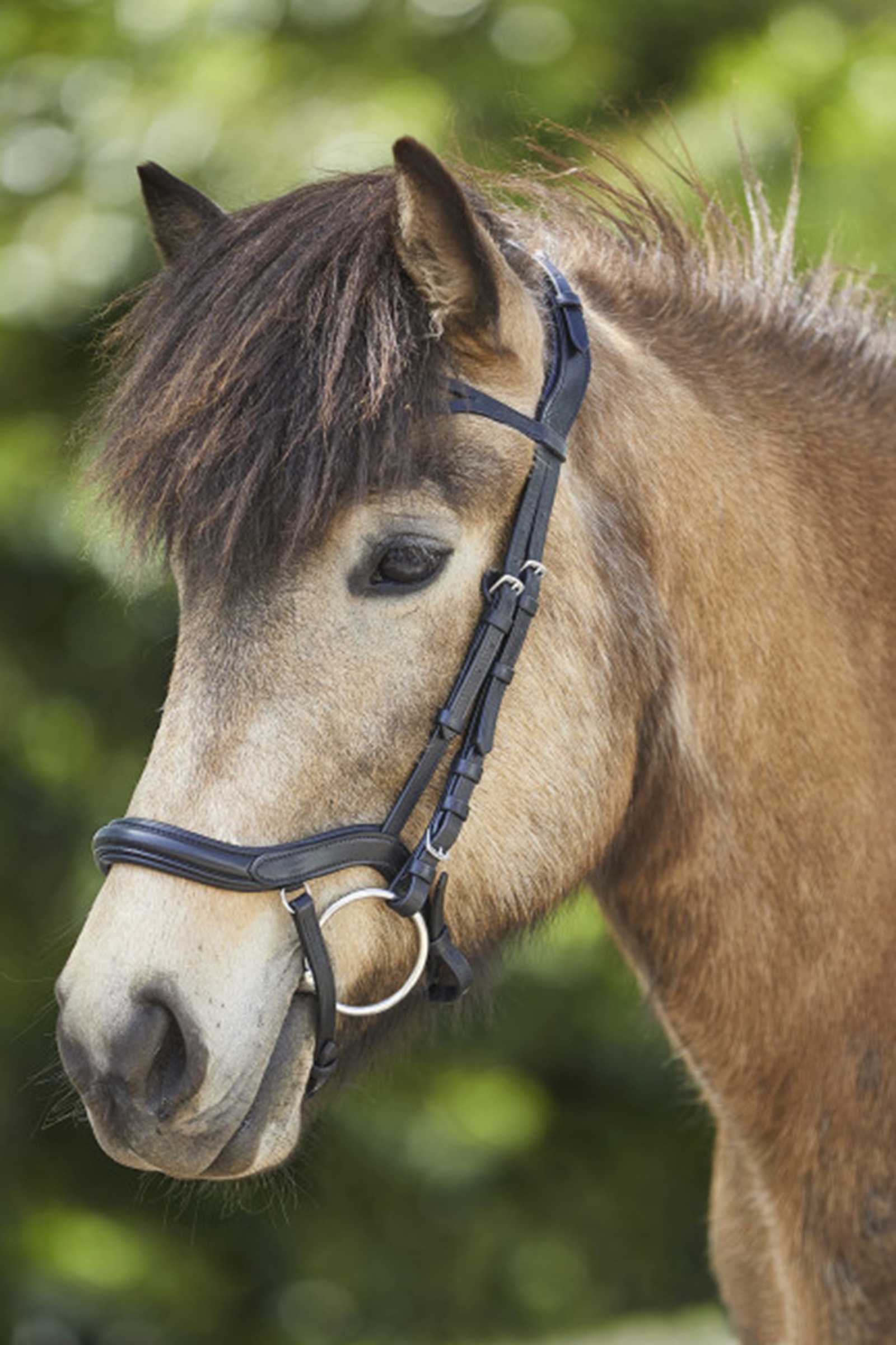 Waldhausen Anatomiczna Islandzka Uzda