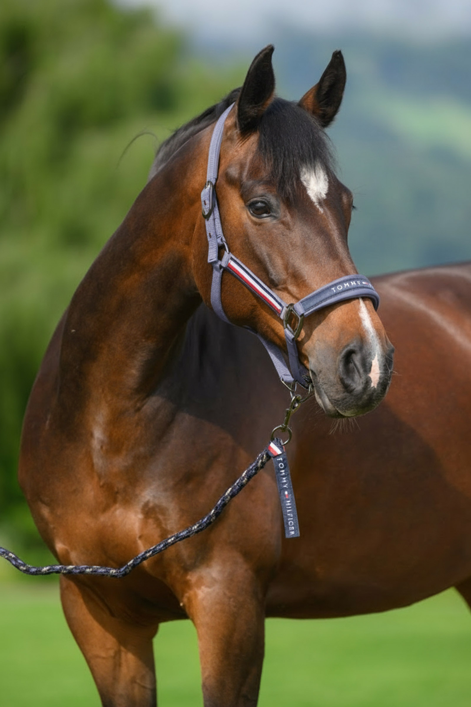 Tommy Hilfiger Equestrian Yale zestaw kantara i uwiązu