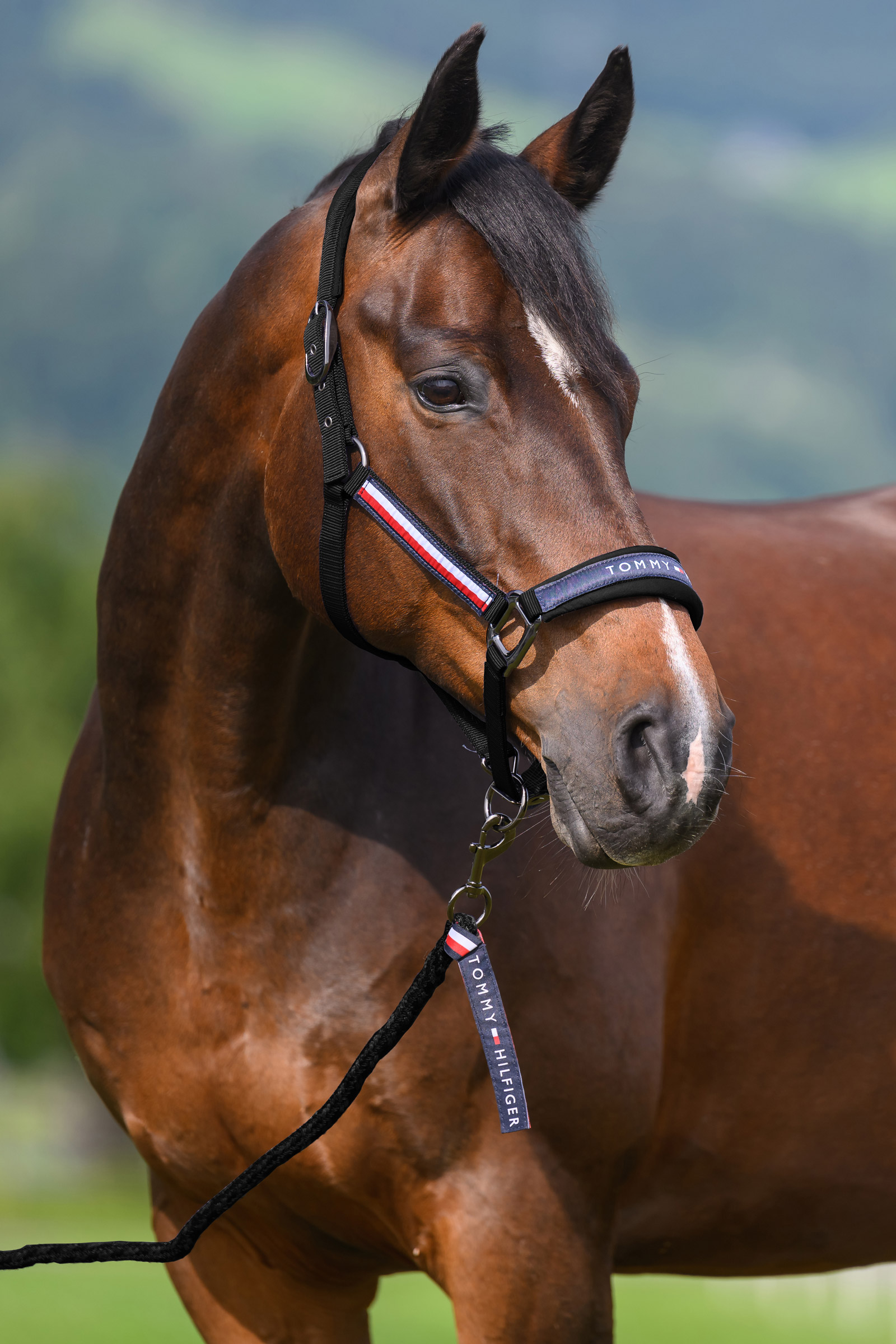 Black Tommy Hilfiger Equestrian Yale zestaw kantara i uwiązu