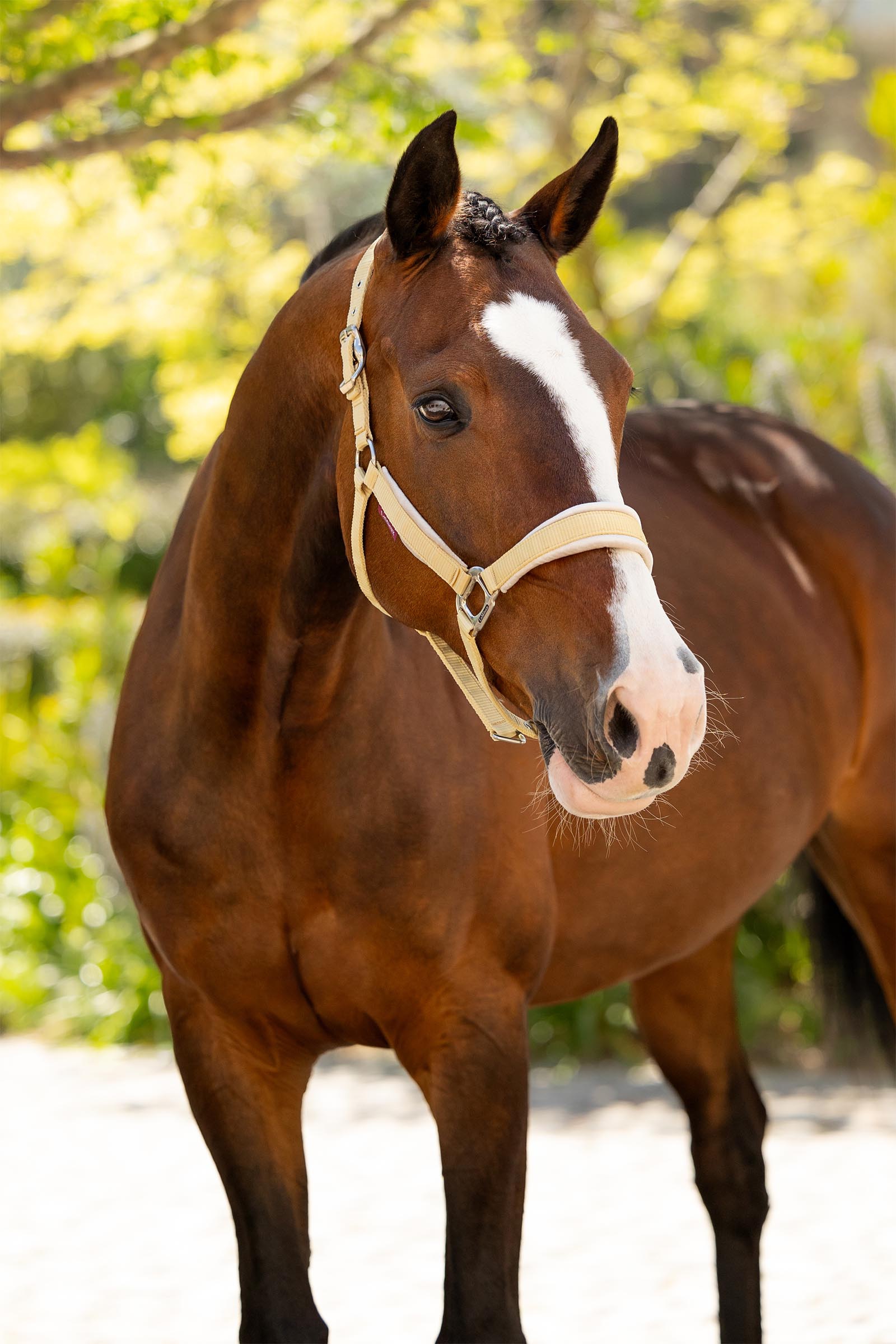 LeMieux kantar Versailles