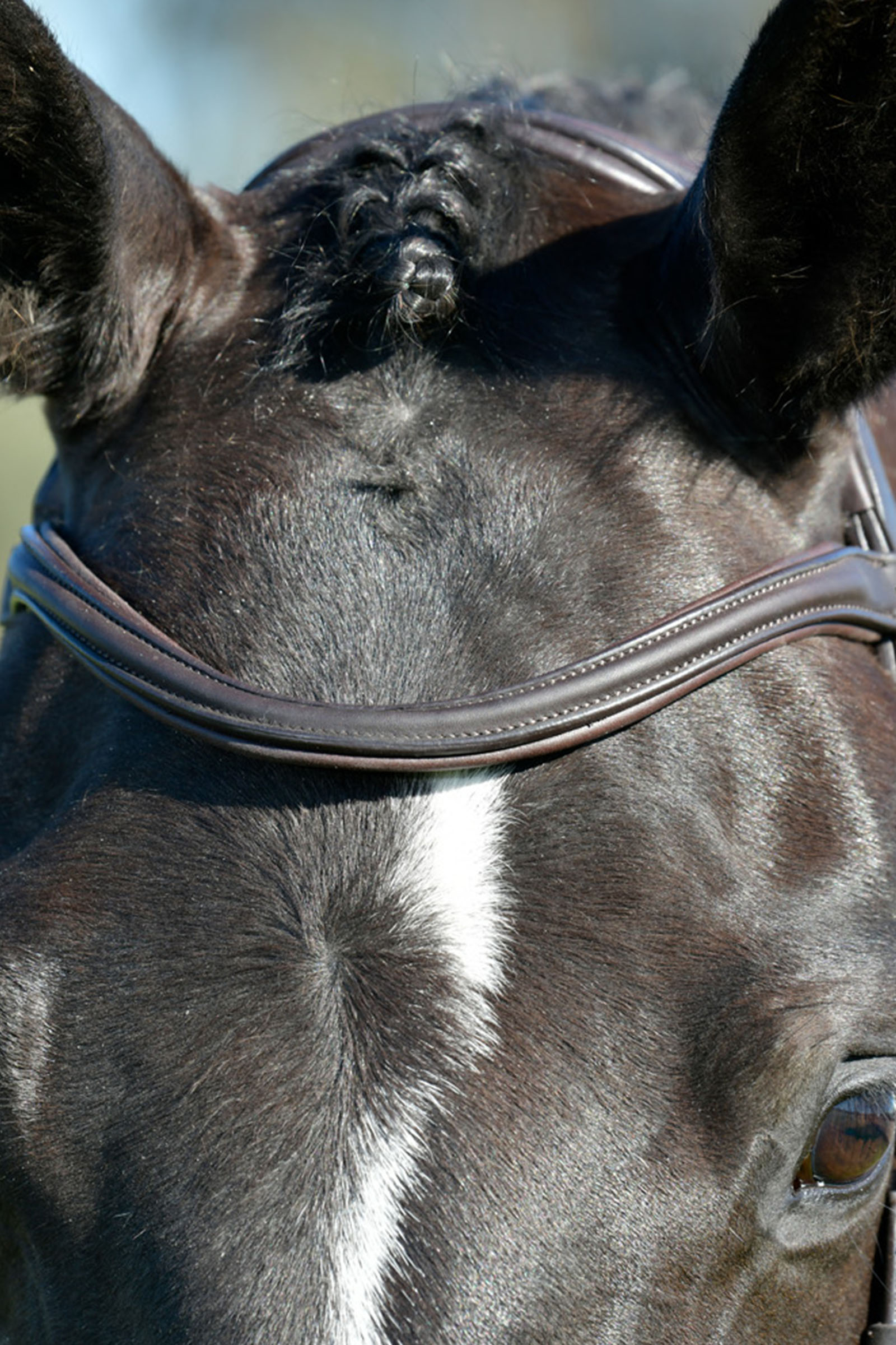 Collegiate Comfitec Opulux proste, wyściełane ogłowie z kombinowanym nachrapnikiem hanowerskim