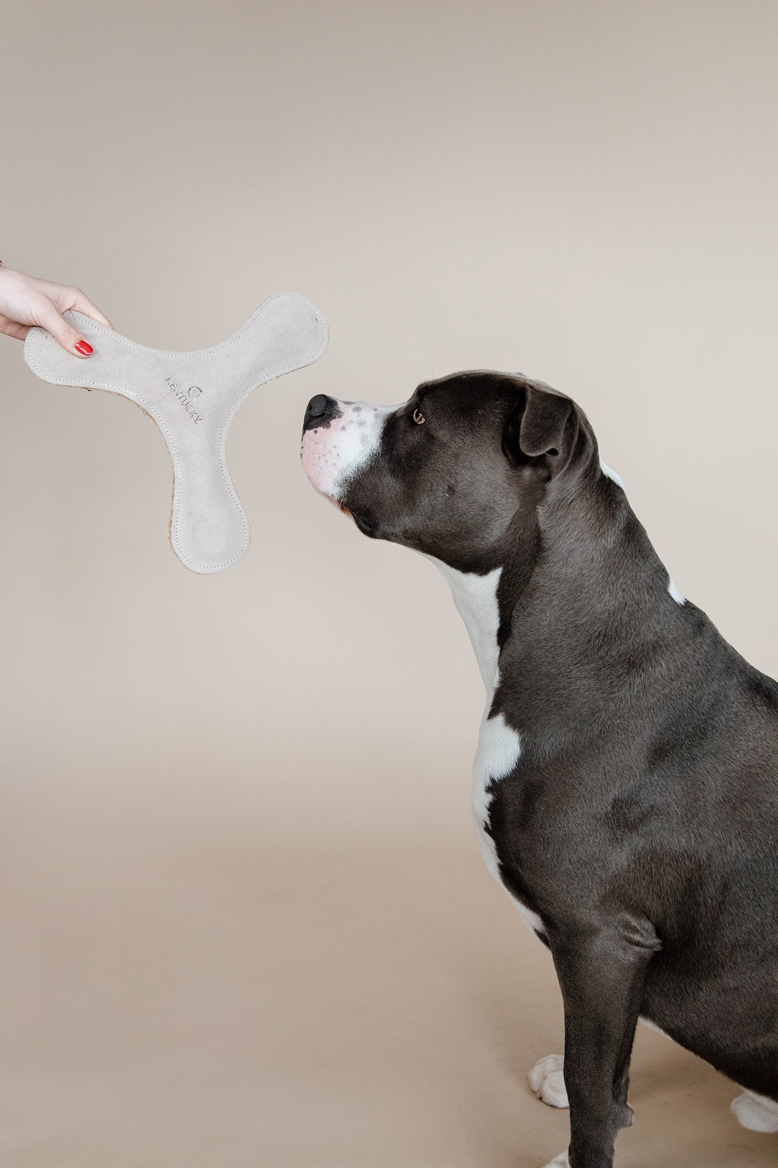 Kentucky Dogwear Pastelowy bumerang dla psa