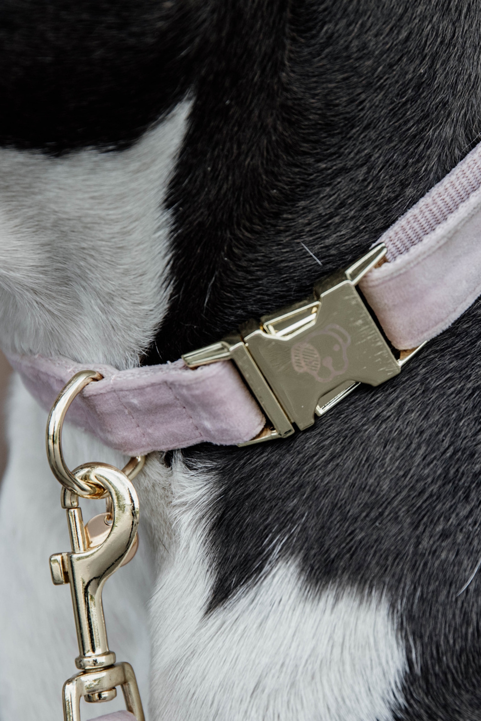 Obroża dla psa Kentucky Dogwear Velvet