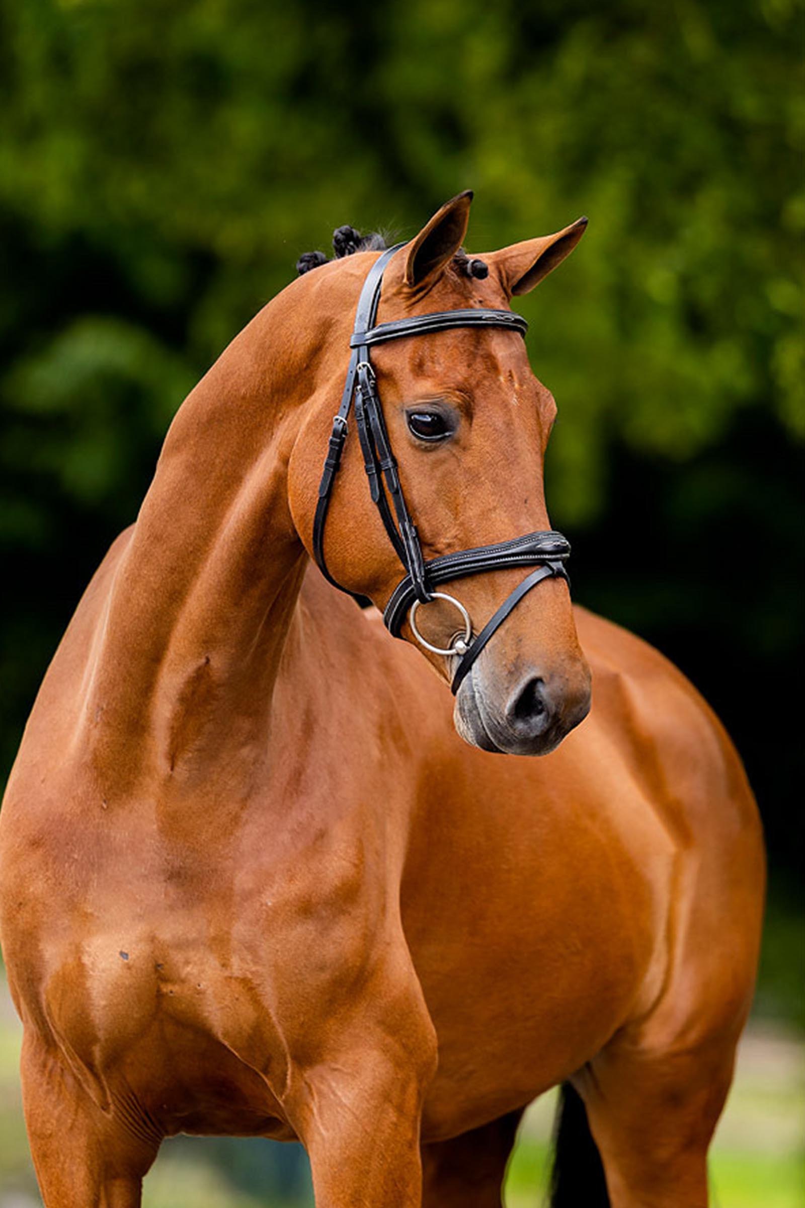 BR Cheltenham ogłowie