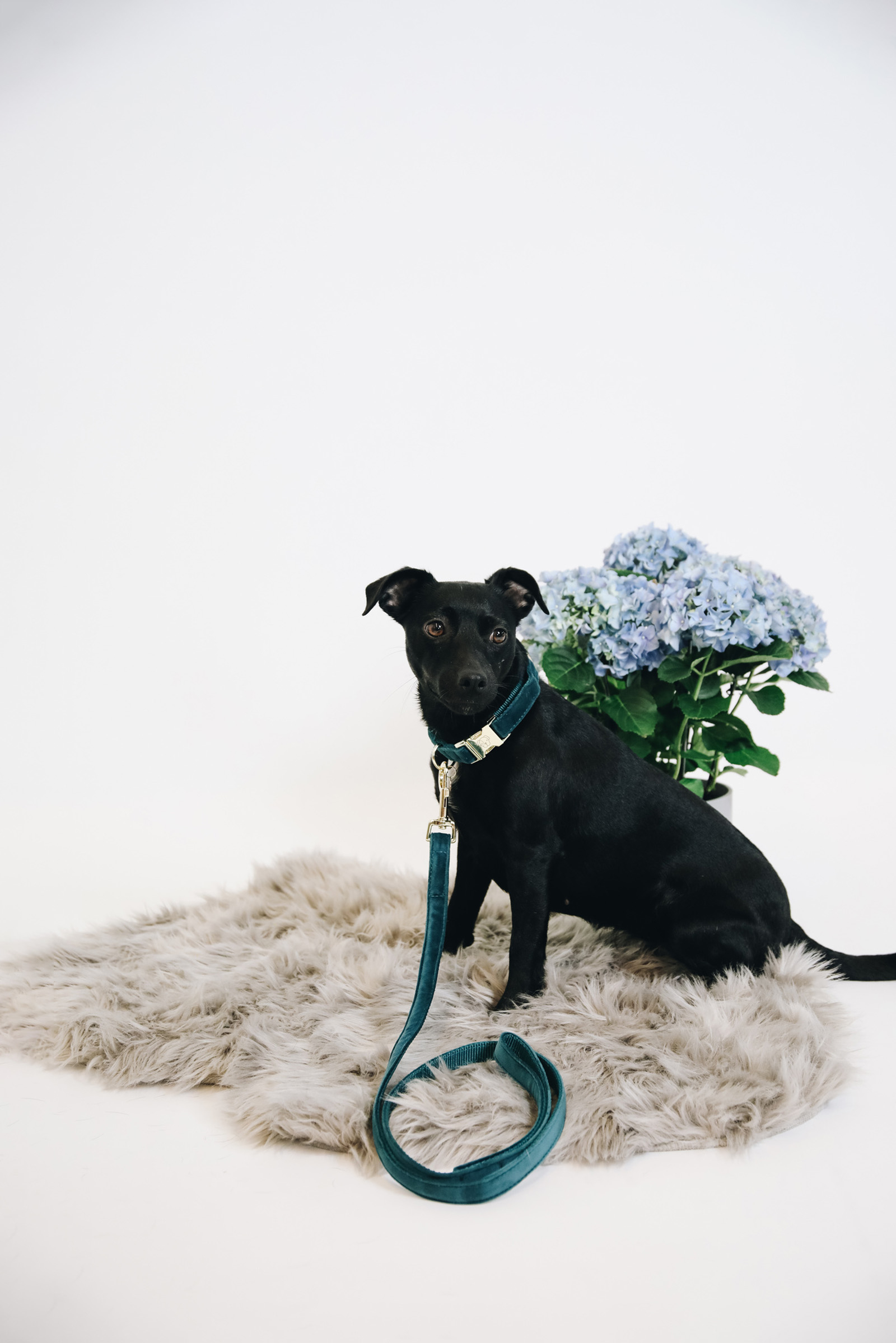 Smycz dla psa Kentucky Dogwear Velvet