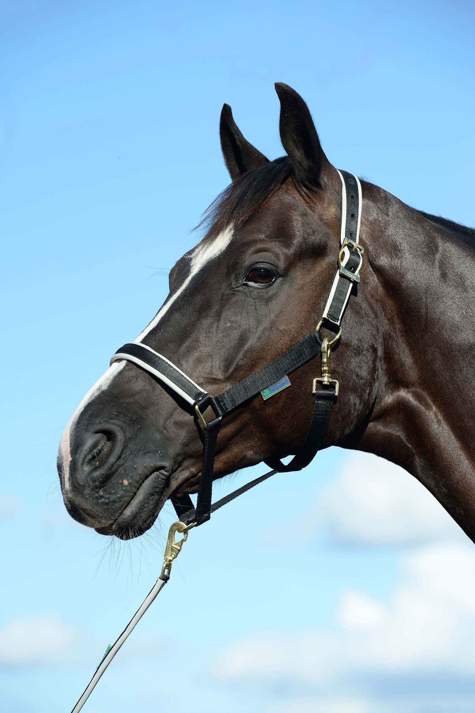 Black/Silver Luksusowa wyściełana kamizelka Bucas Dublin