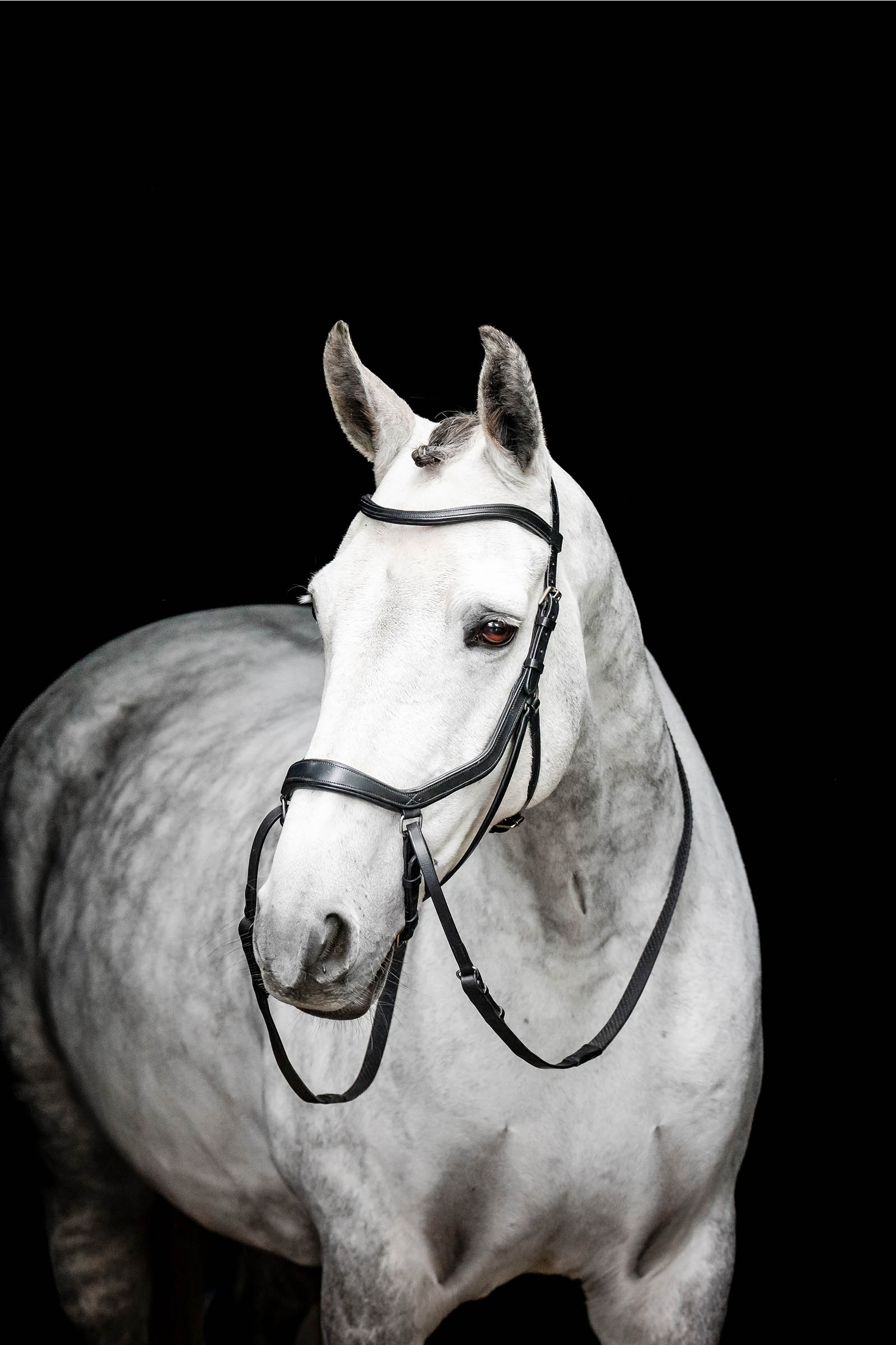 Black Horseware Micklem ogłowie bezwędzidłowe