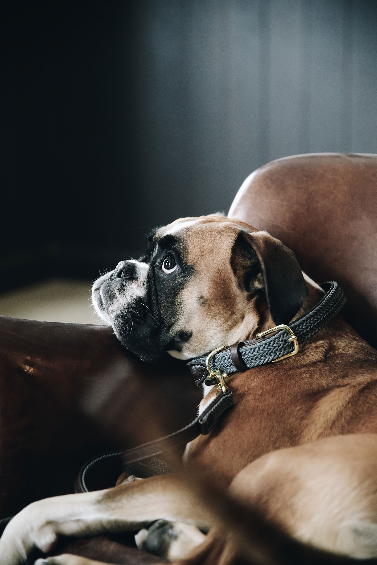 Grey Obroża dla psa pleciona, nylonowa Kentucky Dogwear