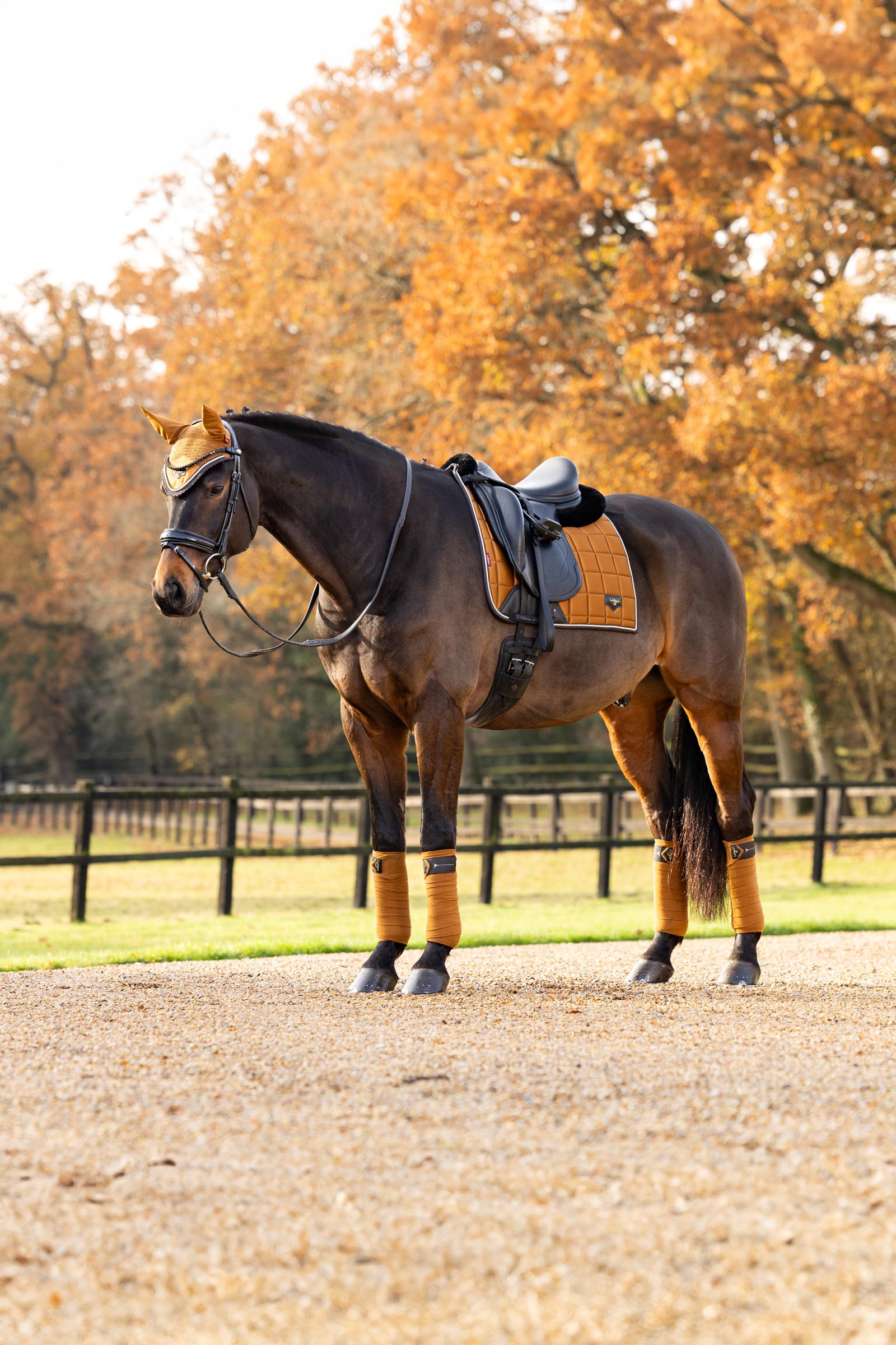 LeMieux Loire Classic Klasyczne czapraki ujeżdżeniowe
