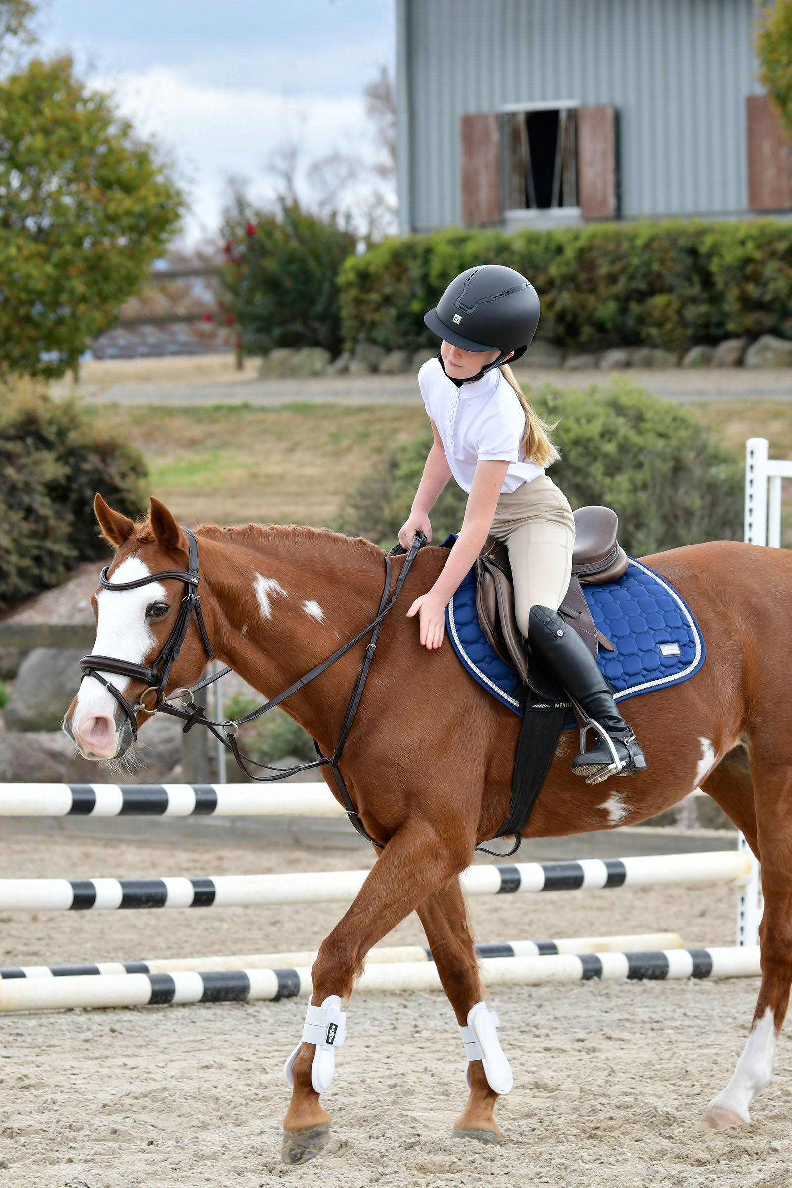 Collegiate Comfitec Opulux proste, wyściełane ogłowie z kombinowanym nachrapnikiem hanowerskim