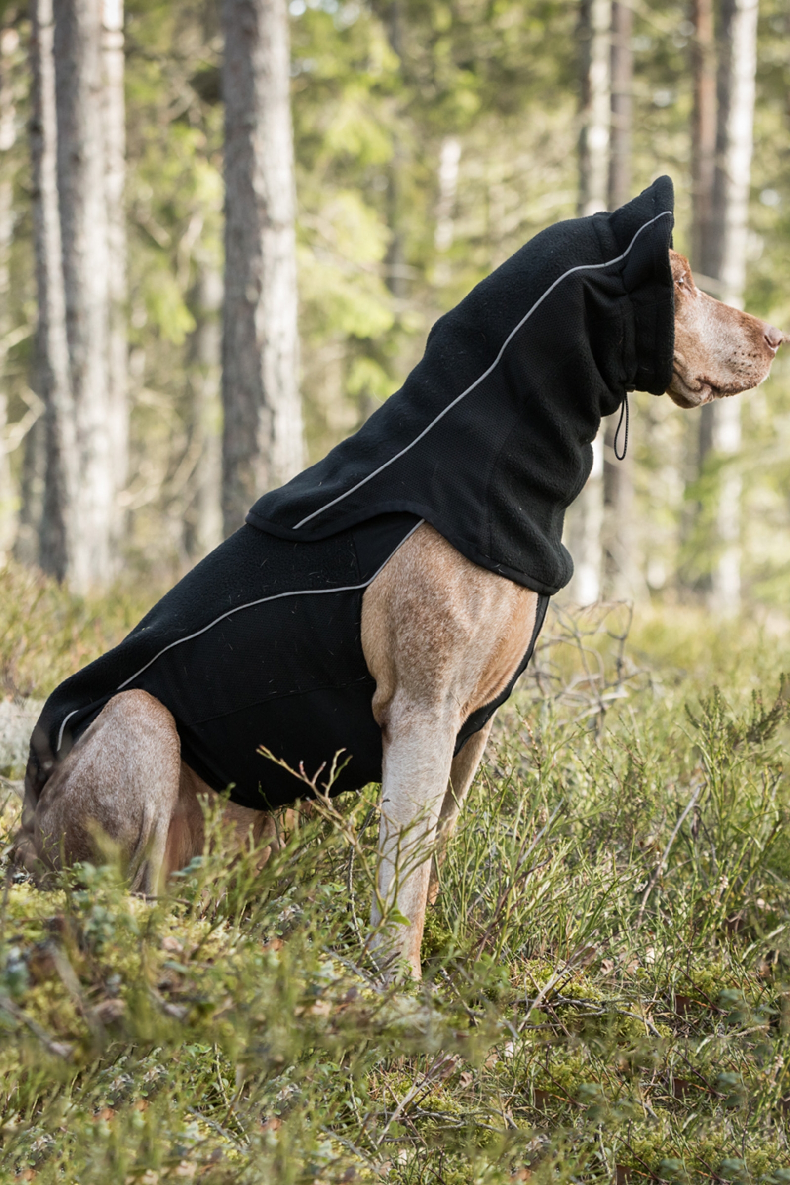 Back on Track Komin dla psa Benji