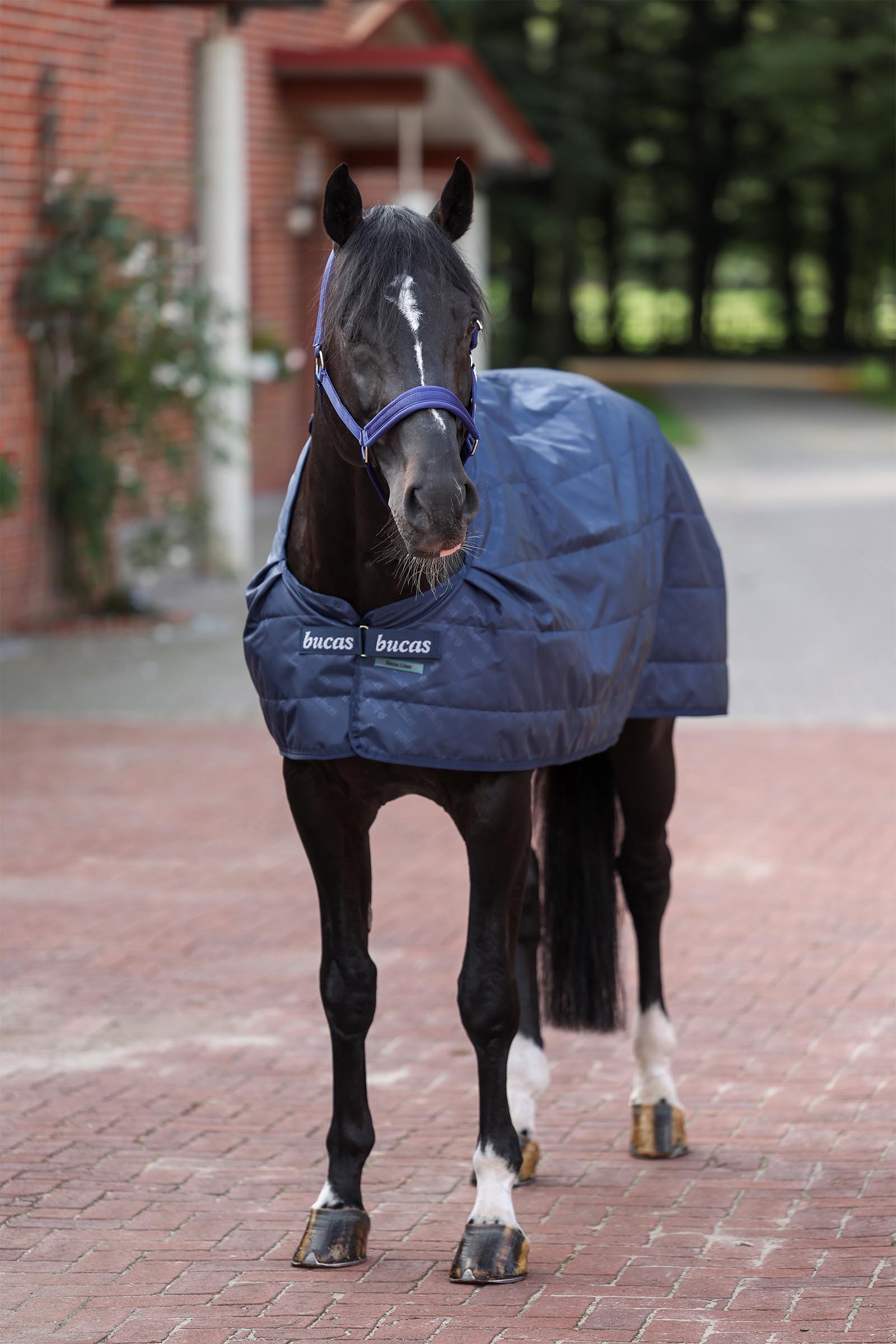 Bucas wkładka pod derkę, 200 g