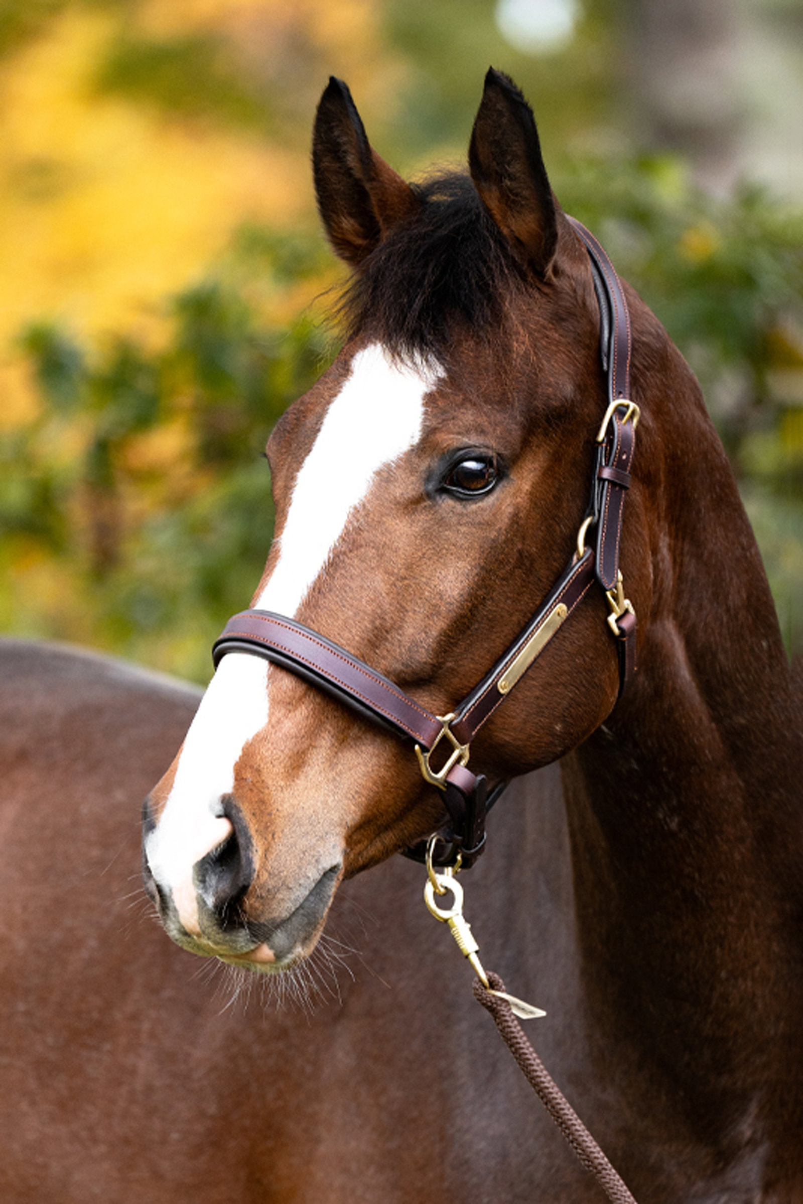 Kavalkade skórzany kantar Cinta