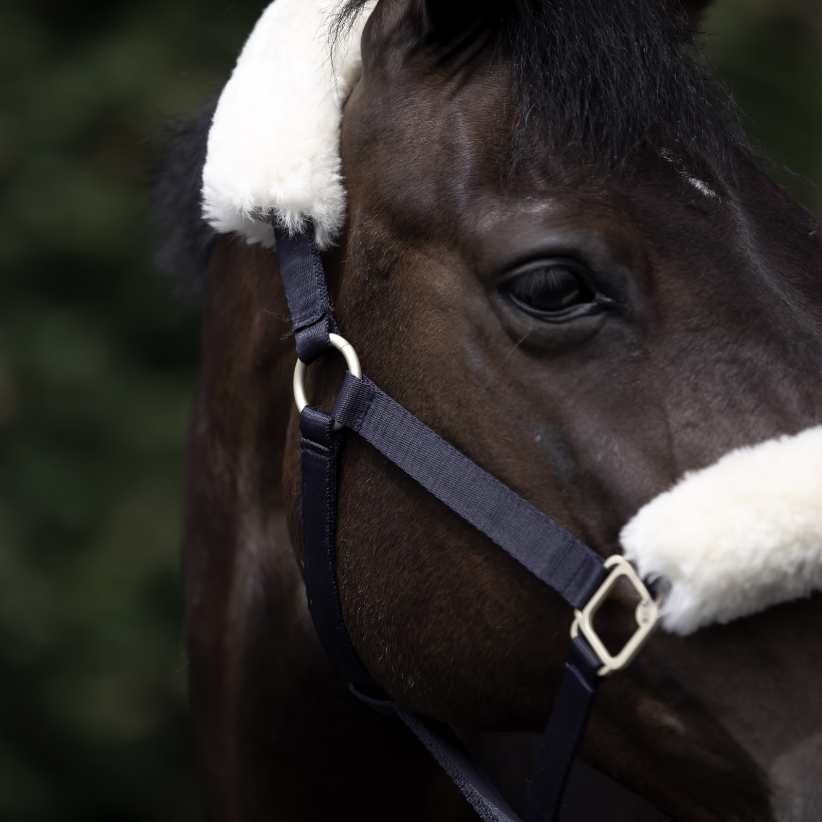 Kantar B Vertigo Laurier z jagnięcym futerkiem