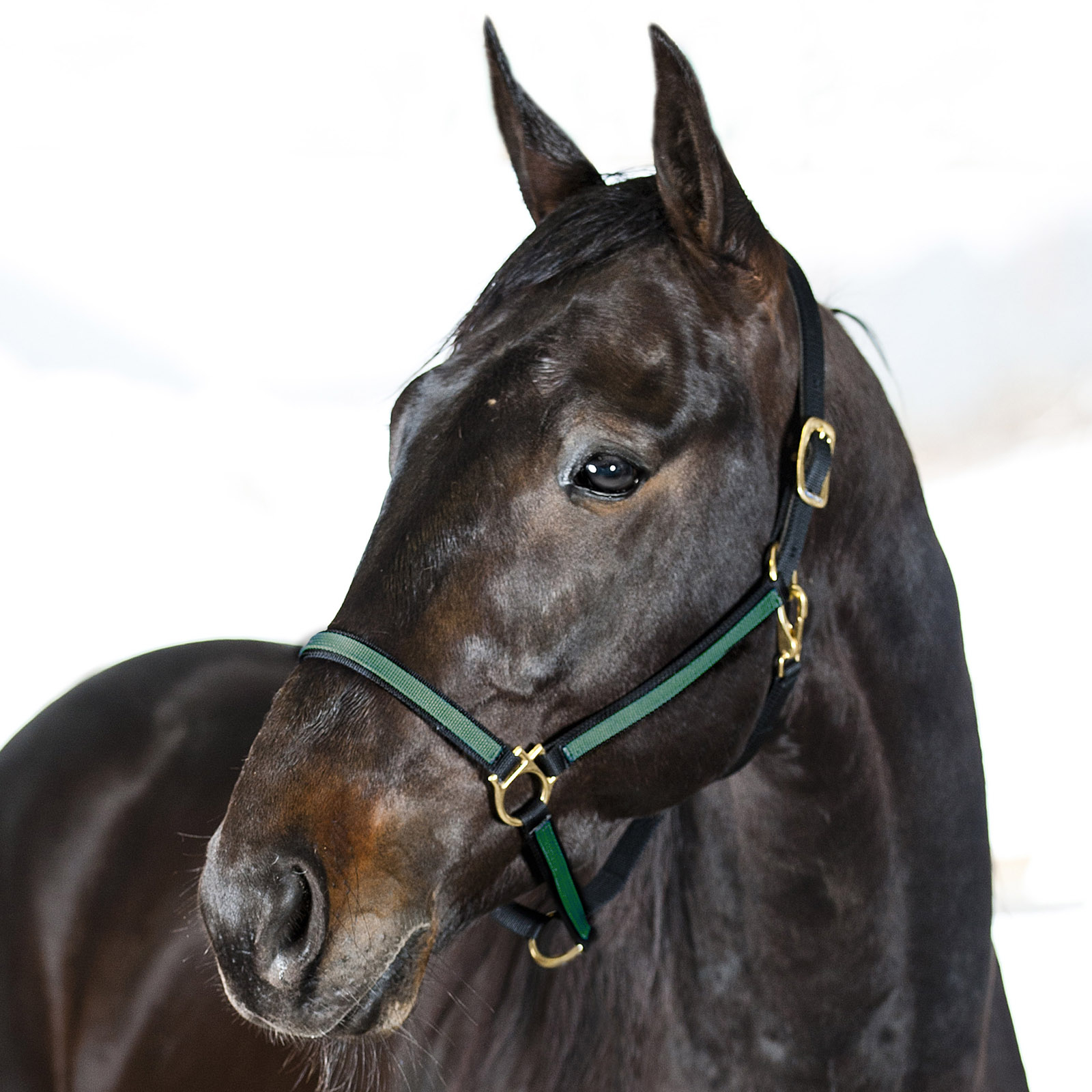 Black/Dark Green Syntetyczny nylonowy kanter Finntack Pro Yankee