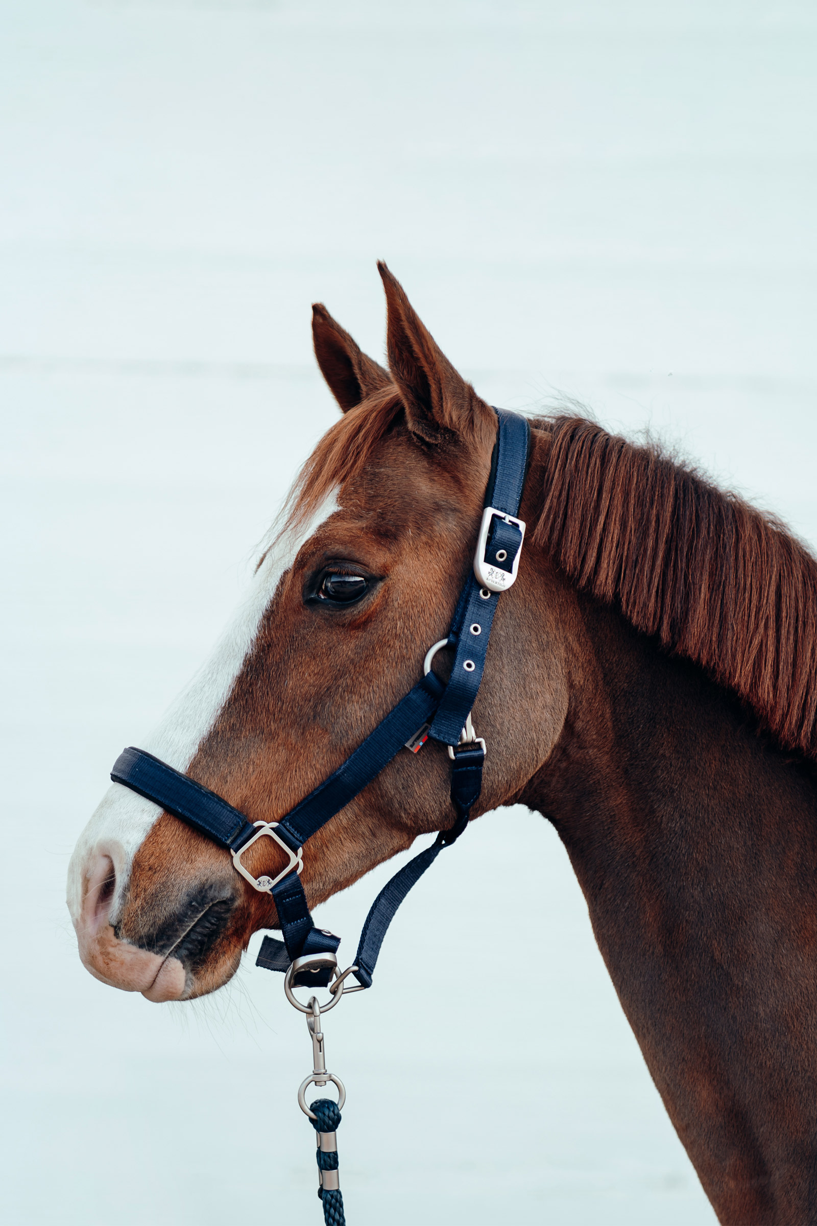 B Vertigo Hardwick Kantar 