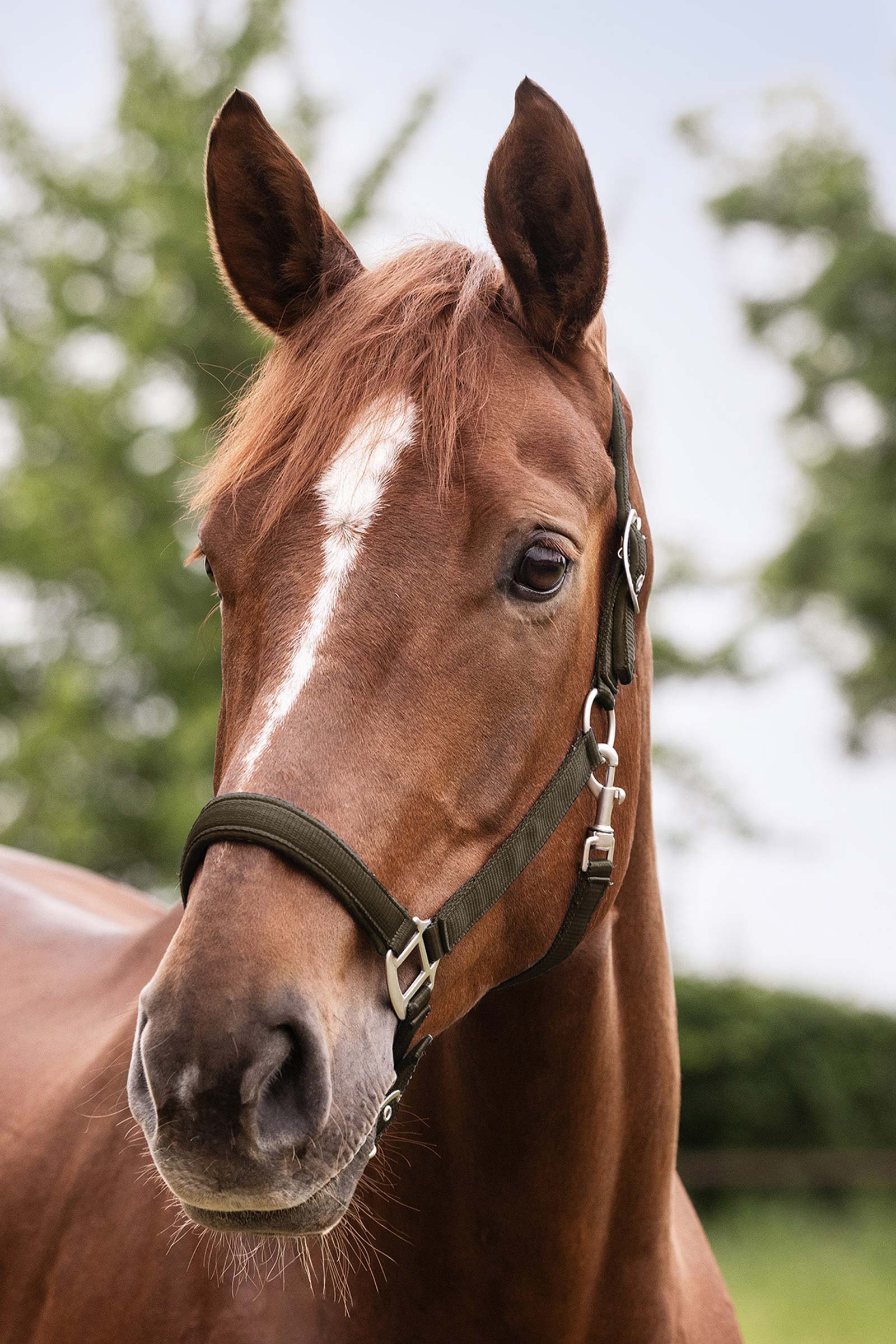 Waldhausen Perlon Satin Halter 