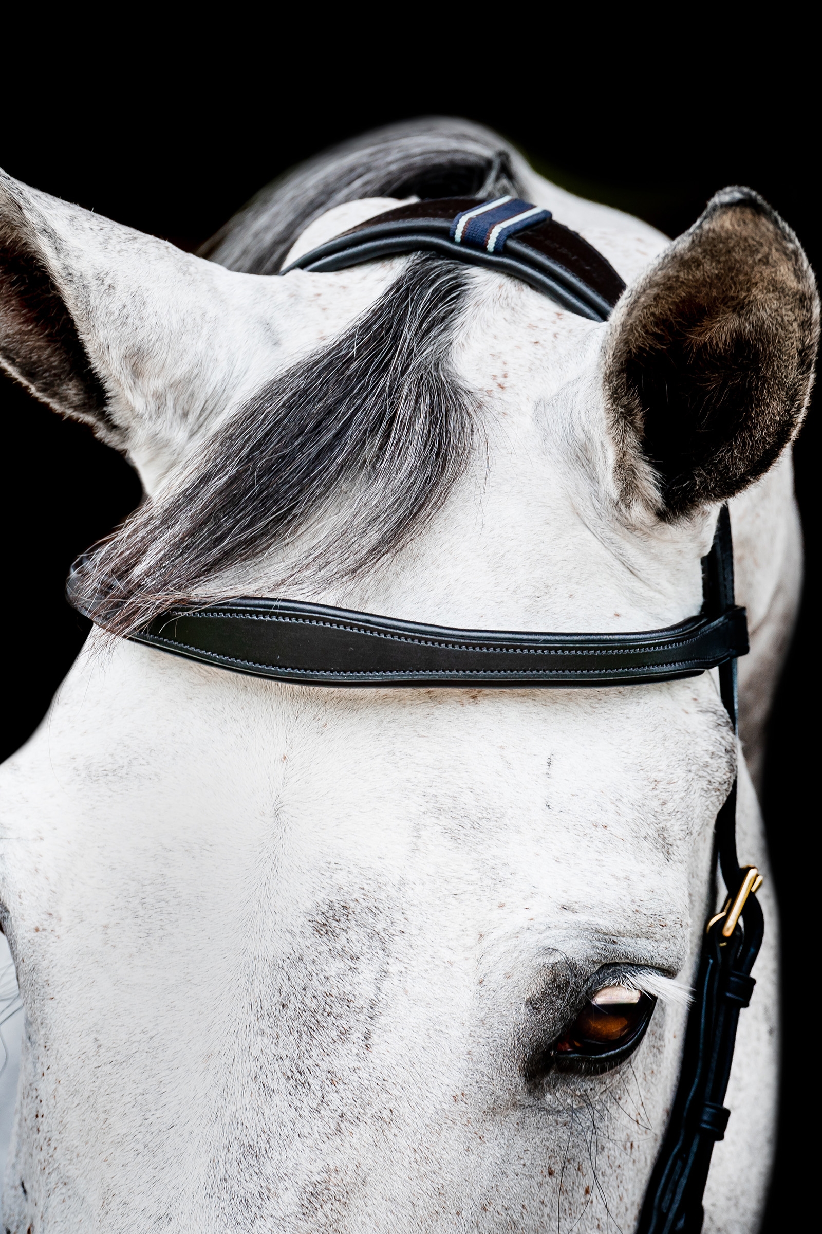 Horseware Micklem 2 Multi Ogłowie