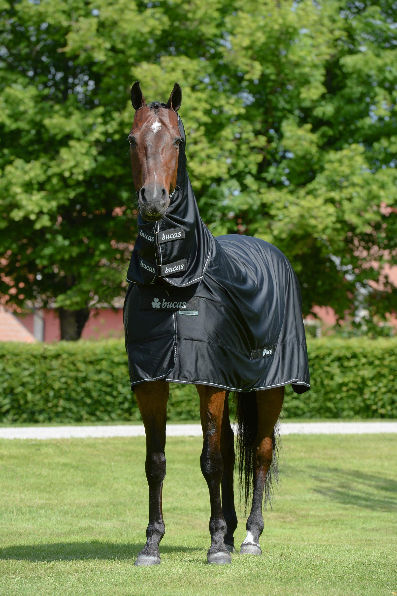 Bucas Shamrock Power derka z pełnym szyi