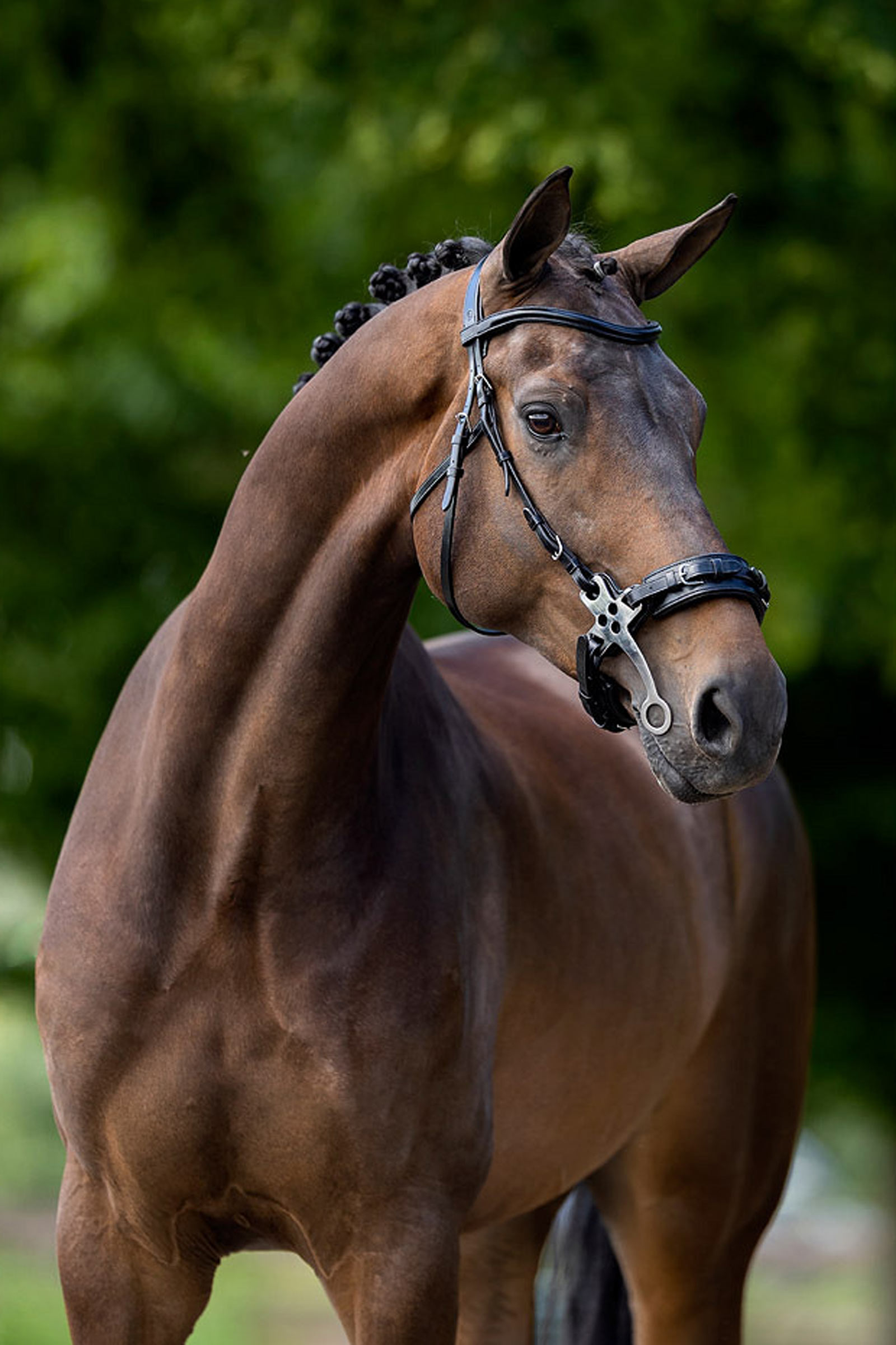 BR Lydney Anatomical Hackamore