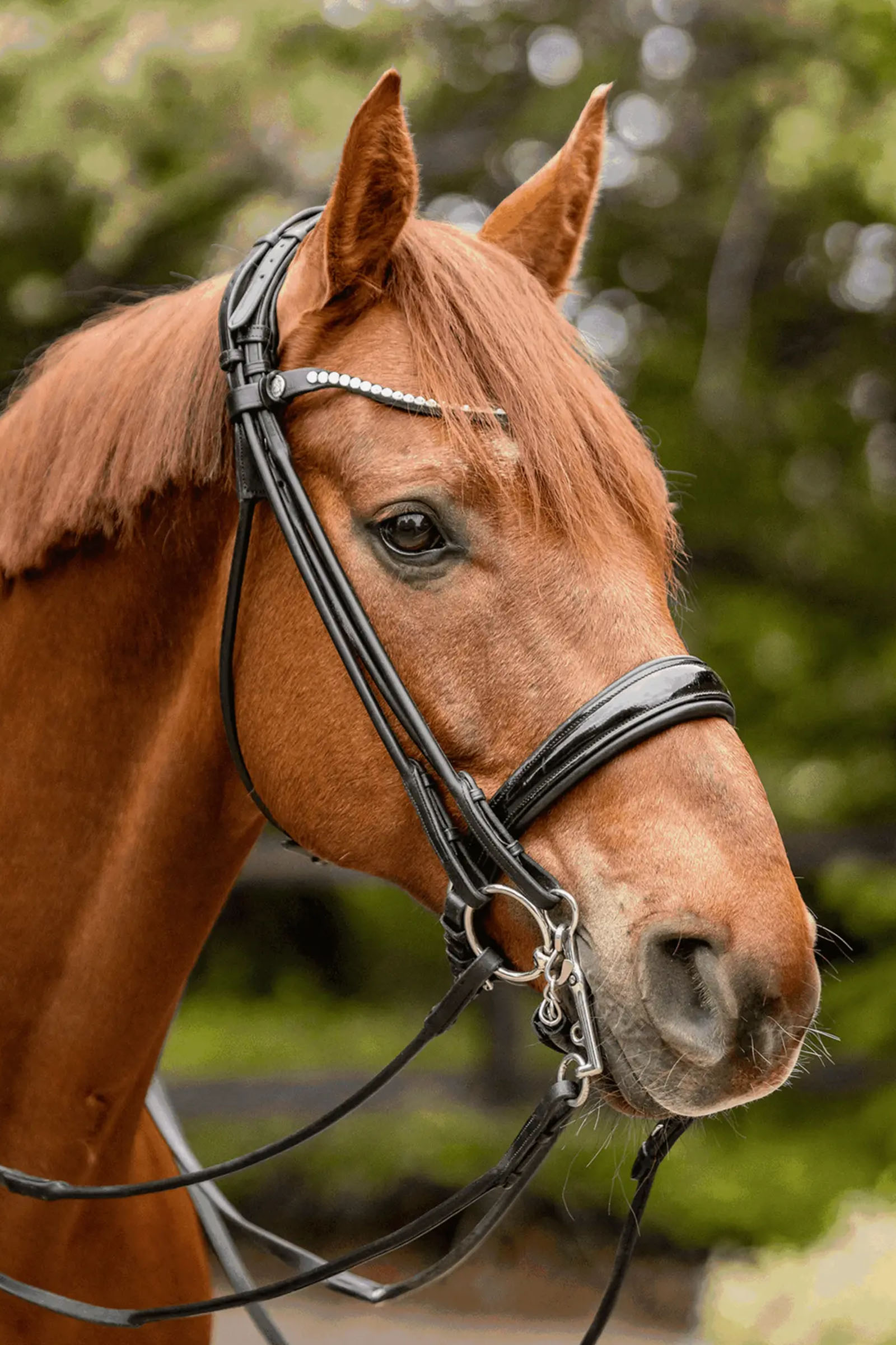 Sprenger Novocontact Weymouth 14mm Sensogan z policzkami ze stali nierdzewnej o długości 5cm
