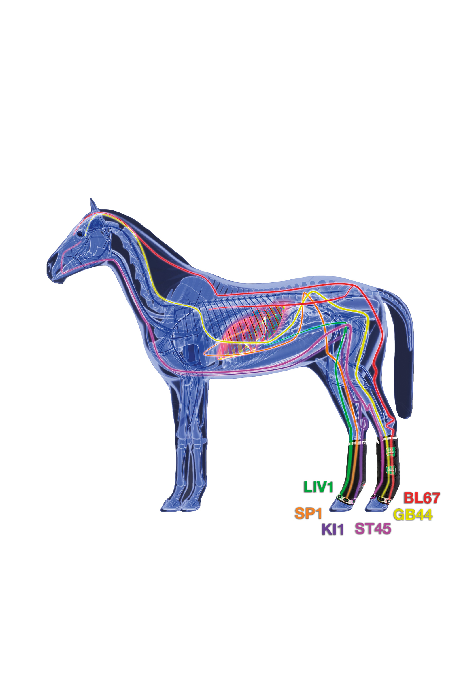 Zandona Therapeutic Support Boot Air z tyłu