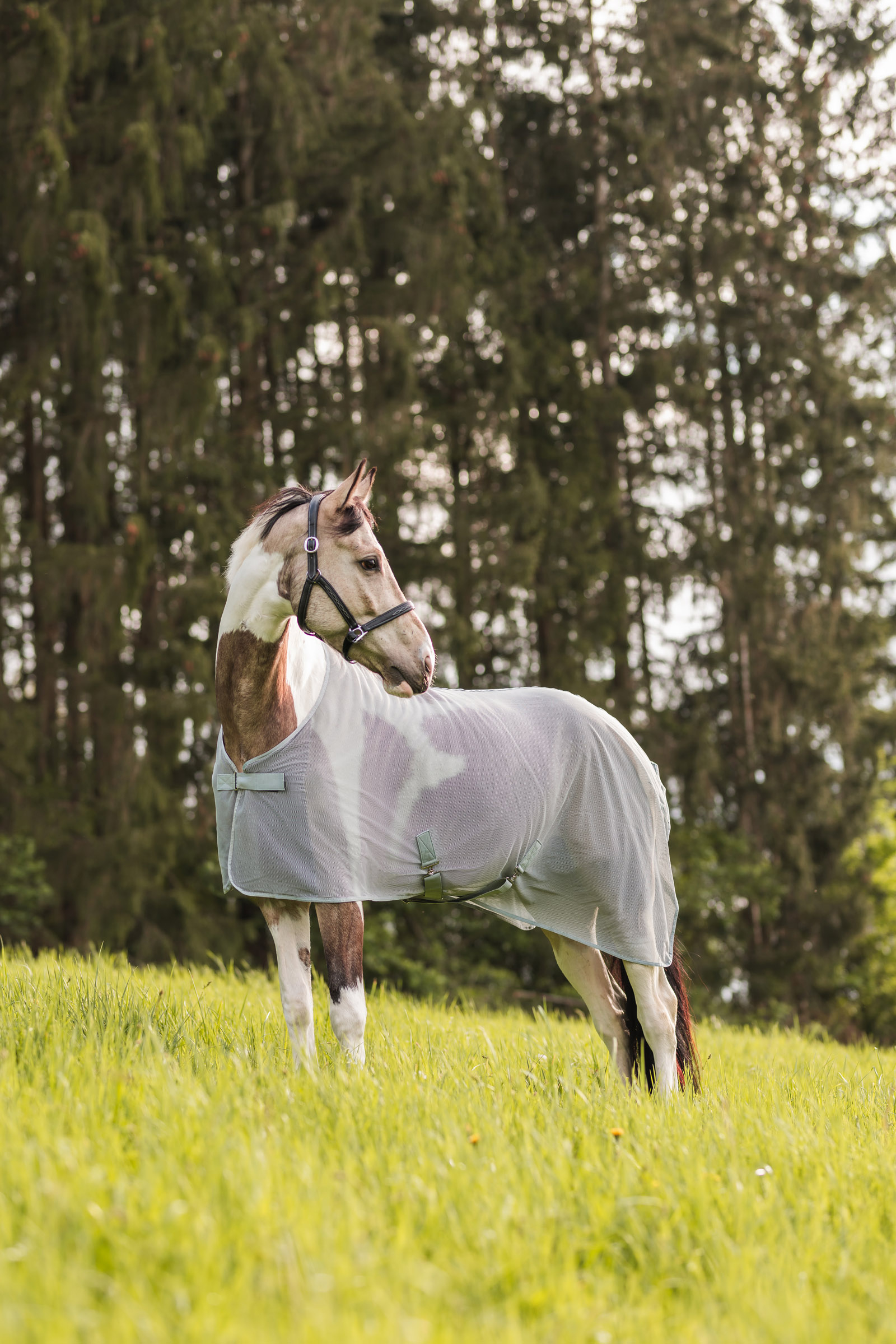 Derka przeciwko owadom Horze Orleans