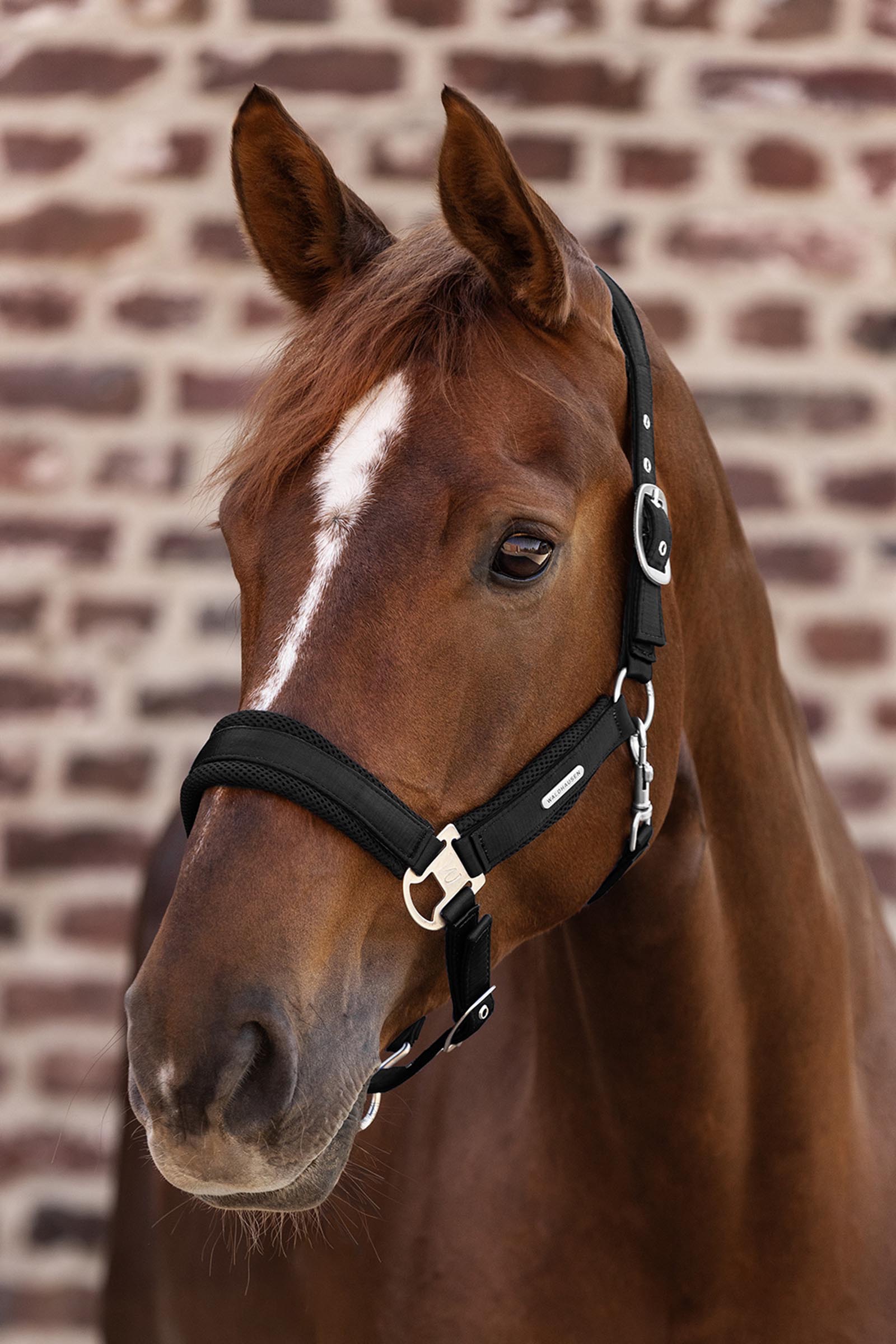 Waldhausen Breath Siatka Kantar