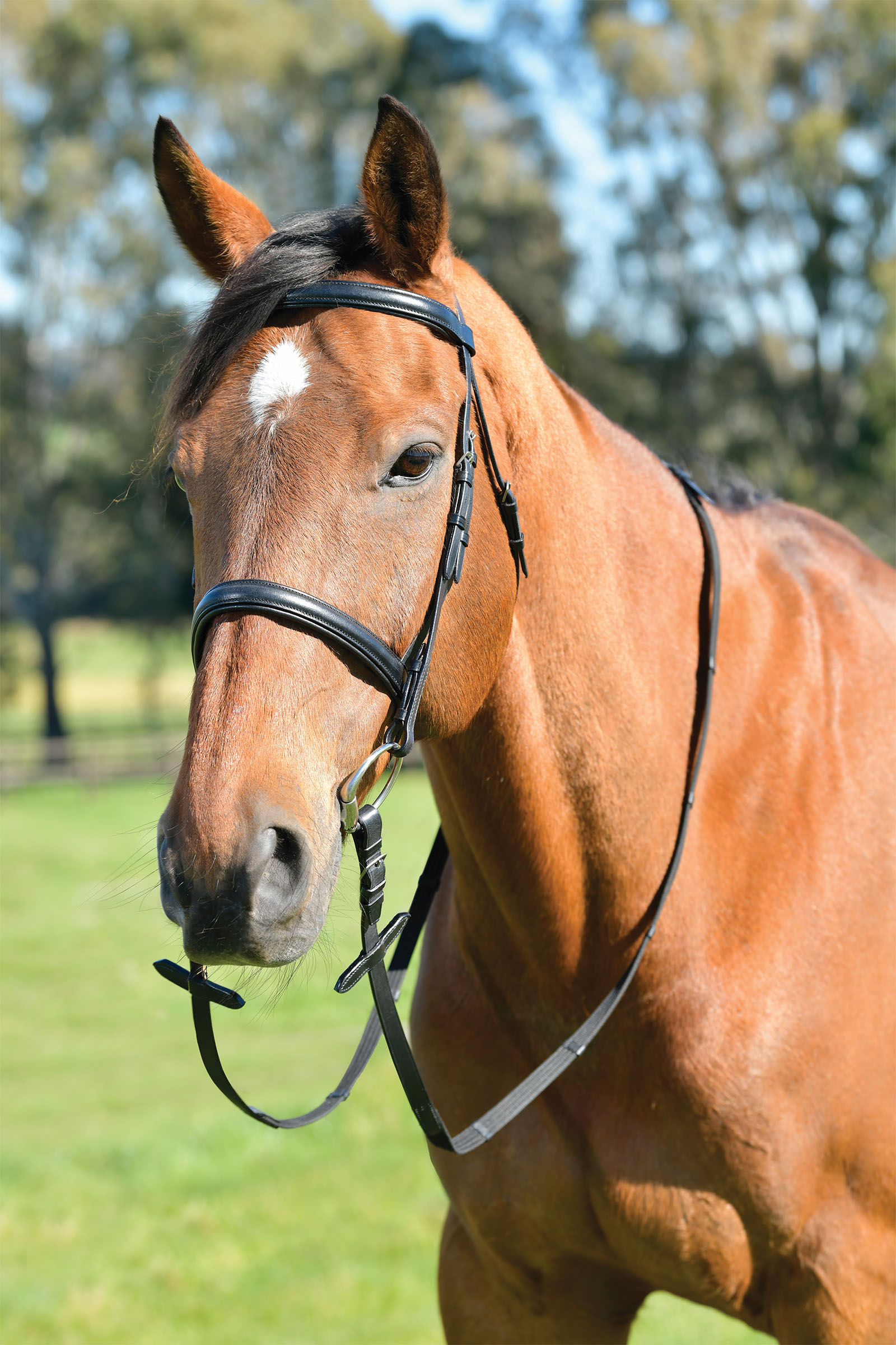 Kincade Classic proste ogłowie z podniesionym nachrapnikiem angielskim i wodzami