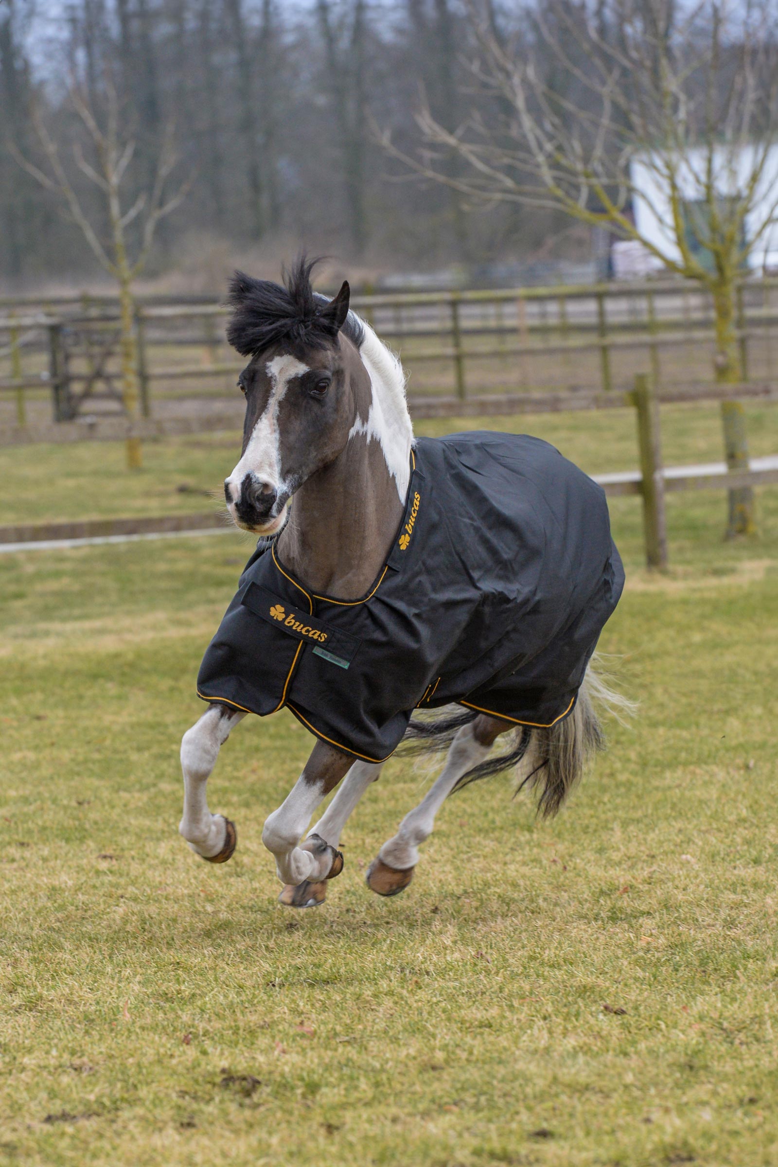 Bucas Irish derka padokowa, 150g