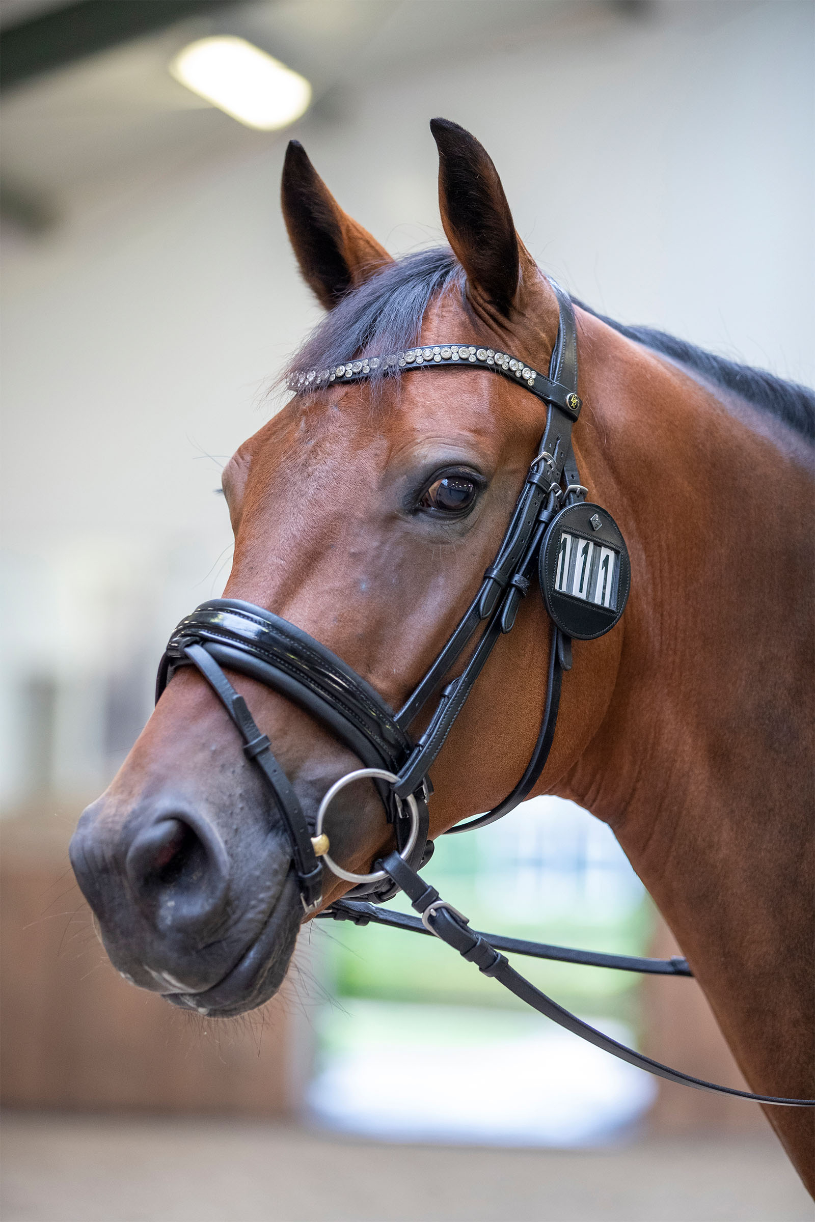 LeMieux Uchwyt na numer do ogłowia (1 sztuka)