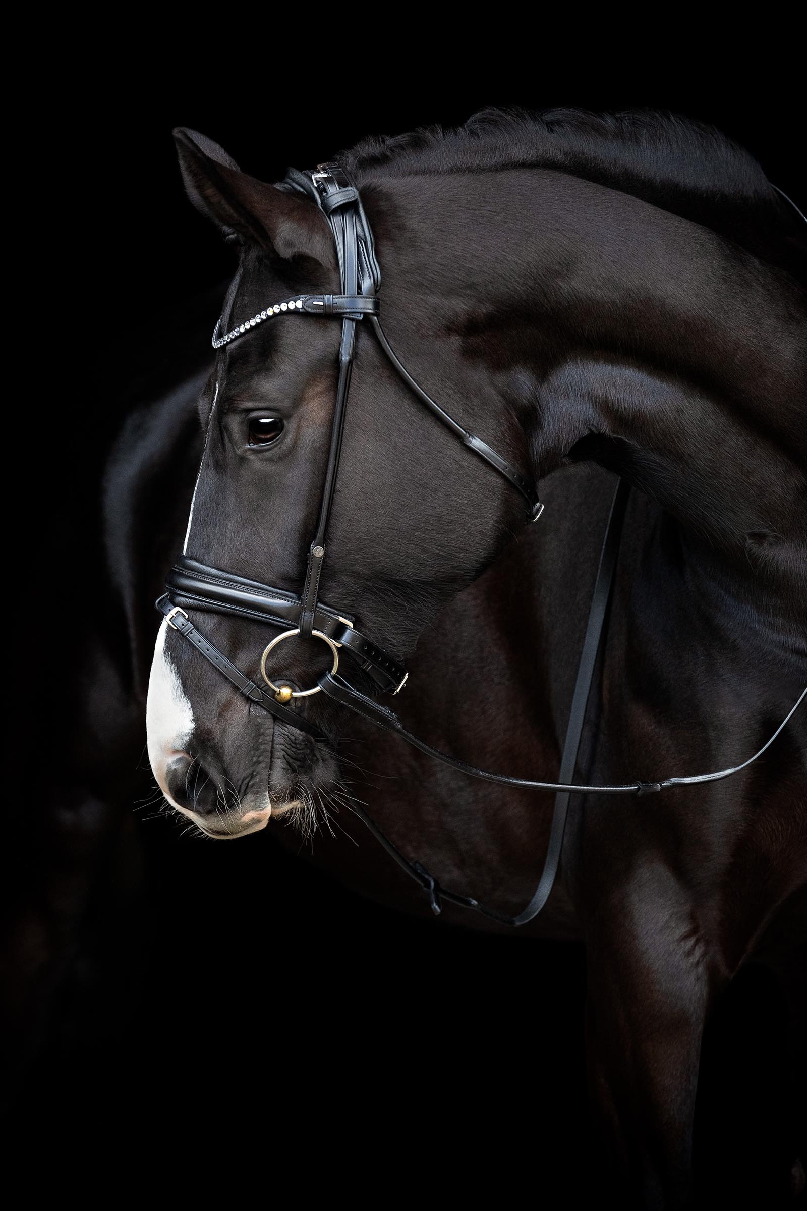 Catago Shay Round Stitched Bridle With Flash
