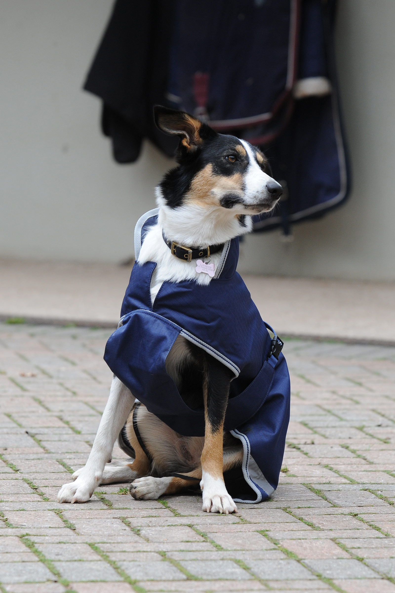 Bucas Freedom Kocyk dla psa, 50g (50-75 cm)