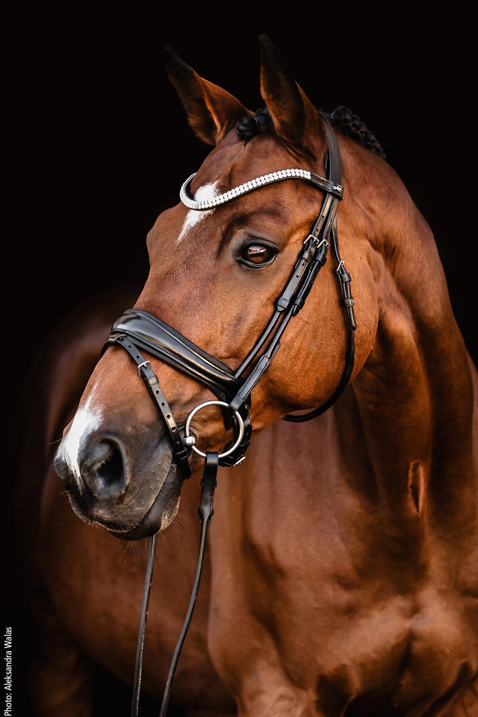Schockem&ouml;hle Sports Johnny Bridle - Isabell Werth Collection