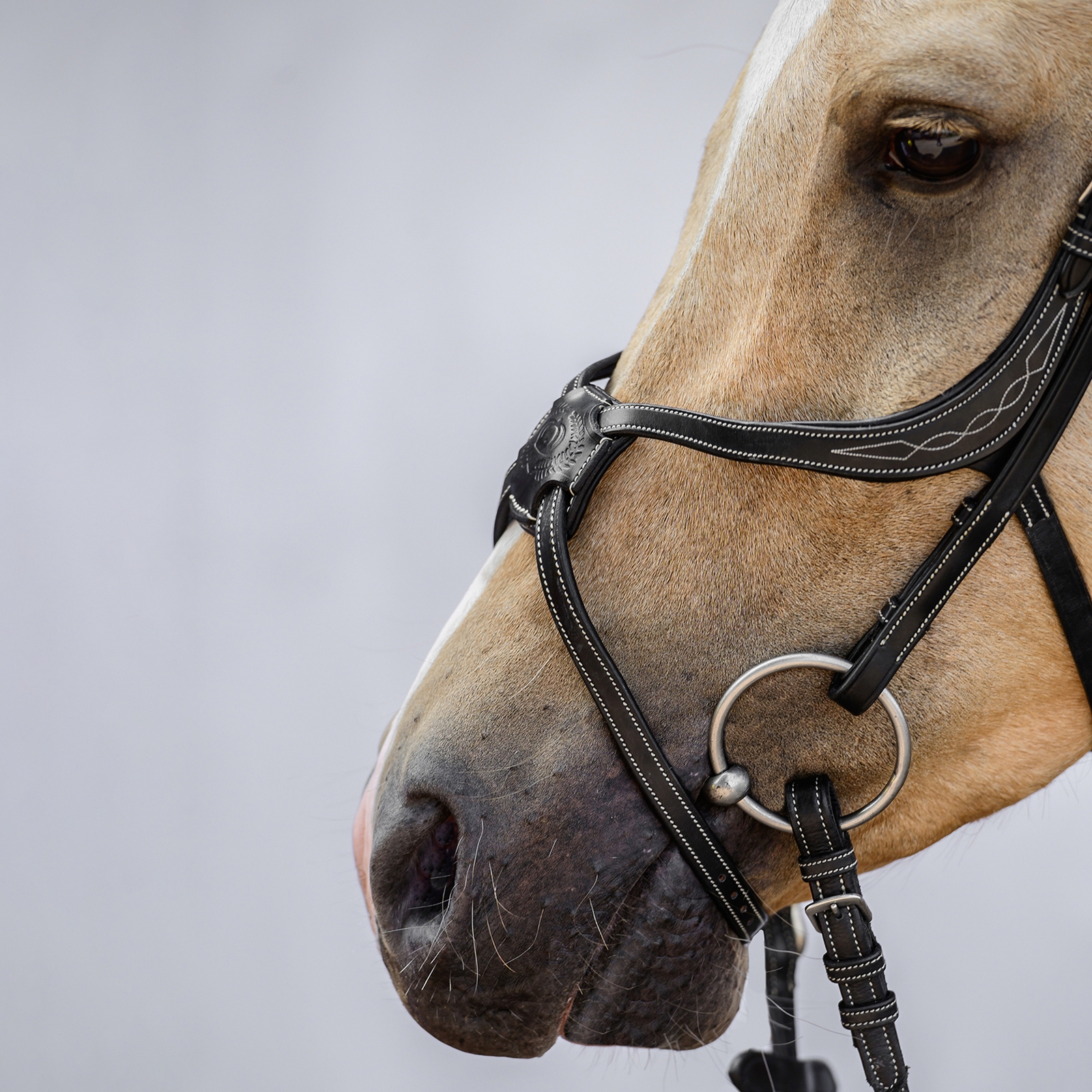 Ogłowie meksykańskie PS of Sweden Athens