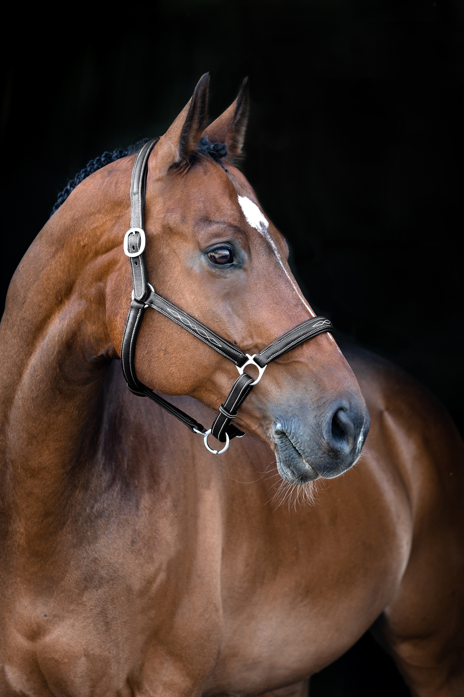 Kantar sk&oacute;rzany Horze Warren