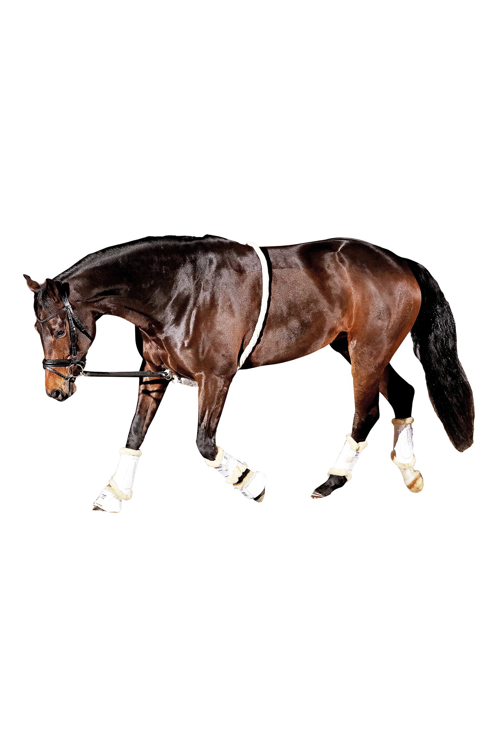 HorseGuard Soft Lunging Aid
