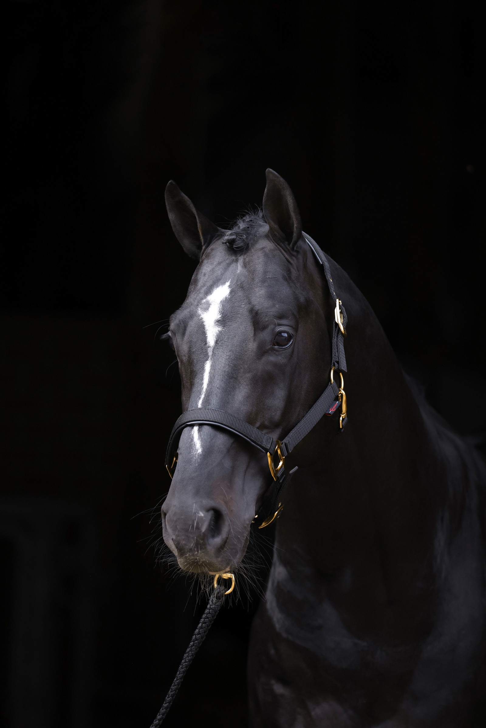 Covalliero TopLine Kantar