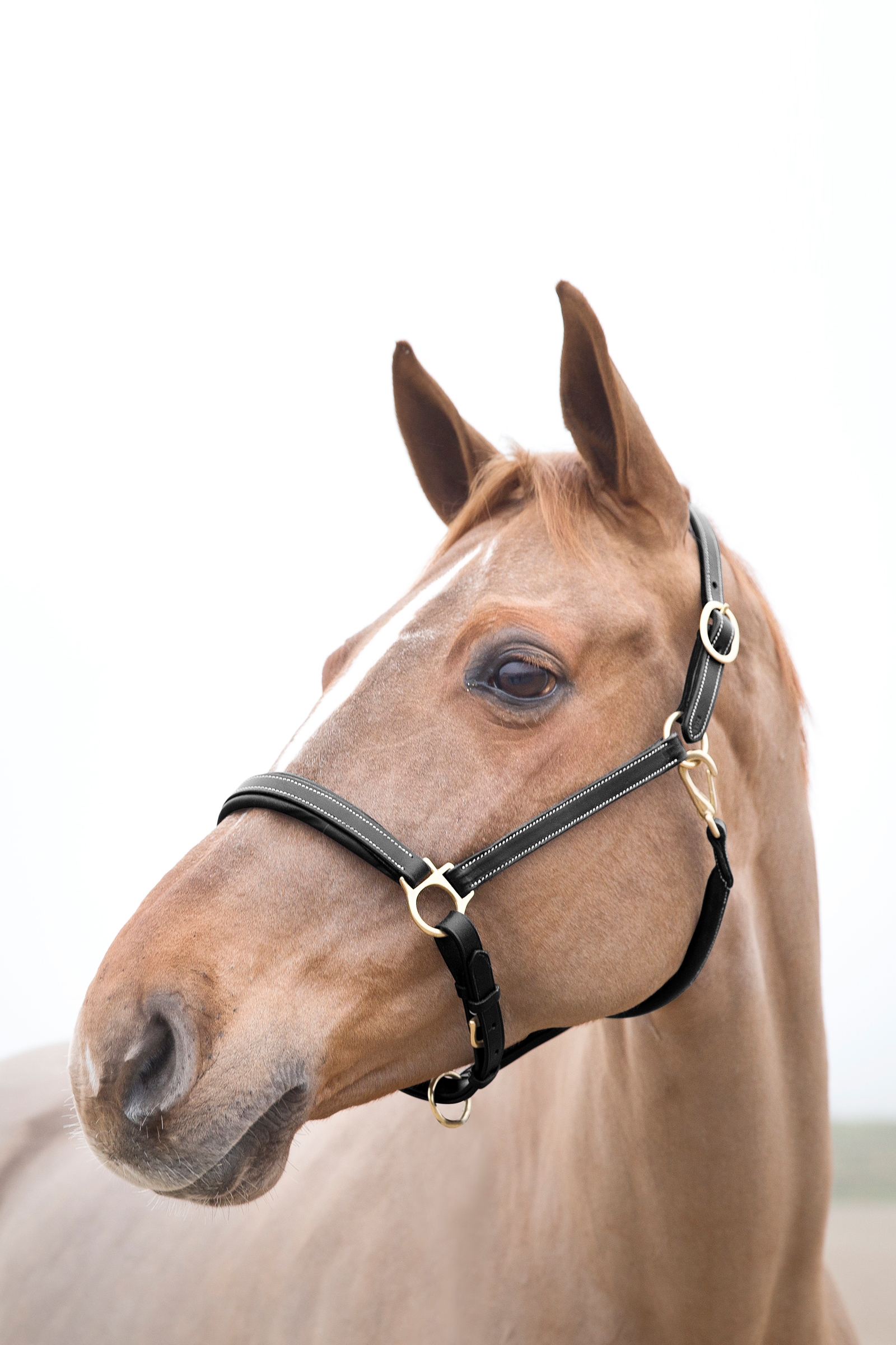 Kantar sk&oacute;rzany Horze Largo