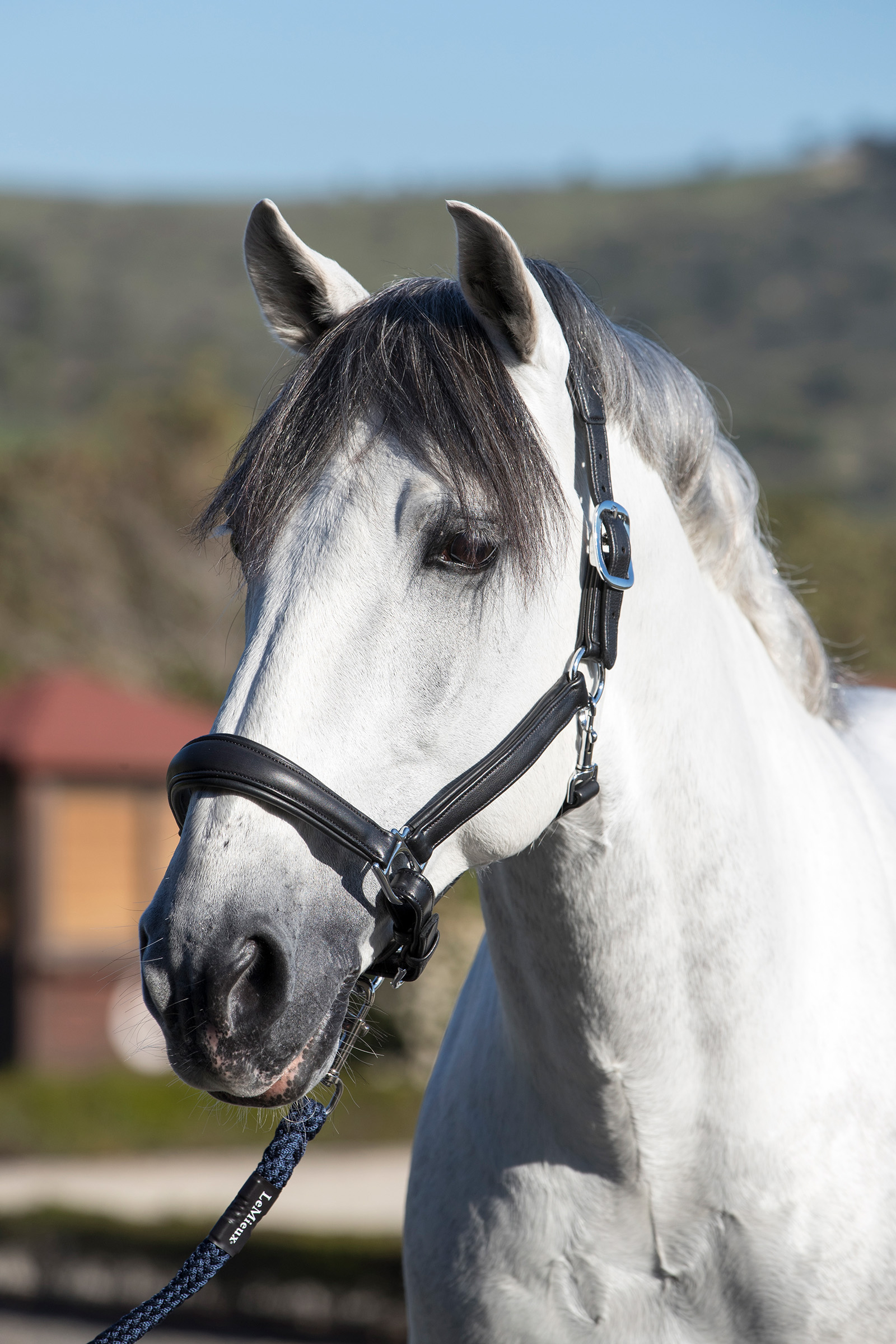 LeMieux Anatomiczna skórzana kantar