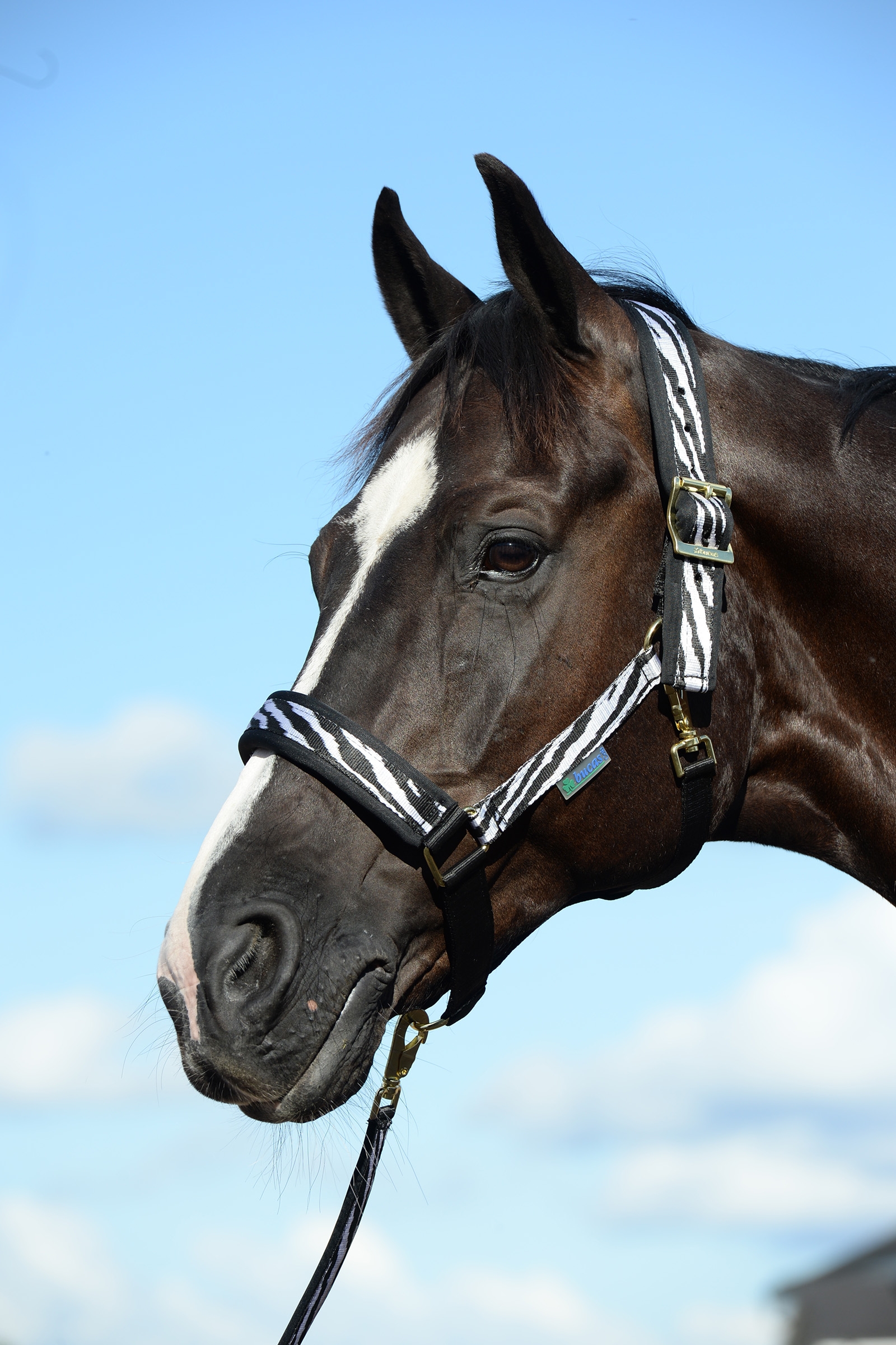 Kantar Bucas Comfort