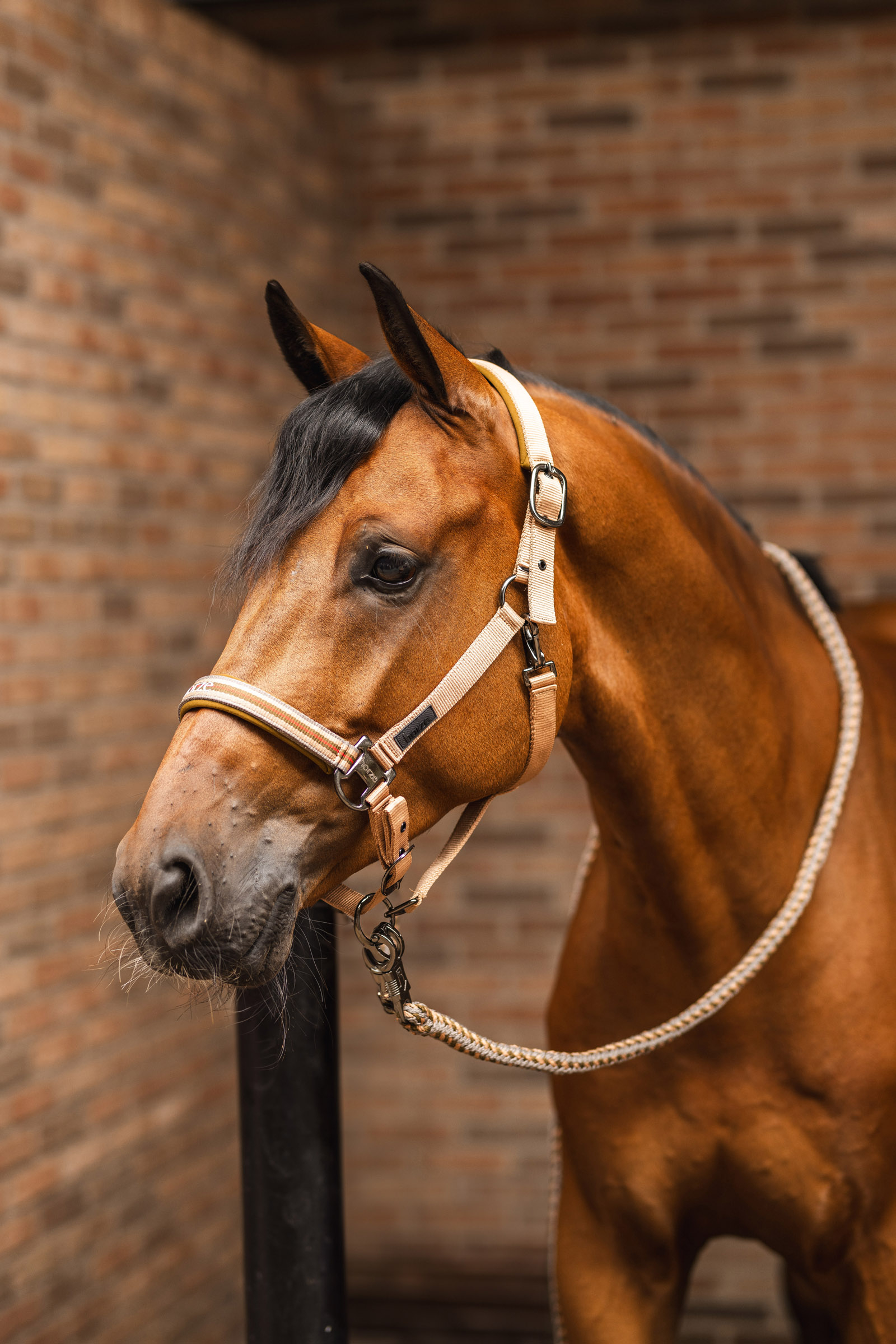 Horze High Life Uwiąz z bezpiecznym karabińczykiem