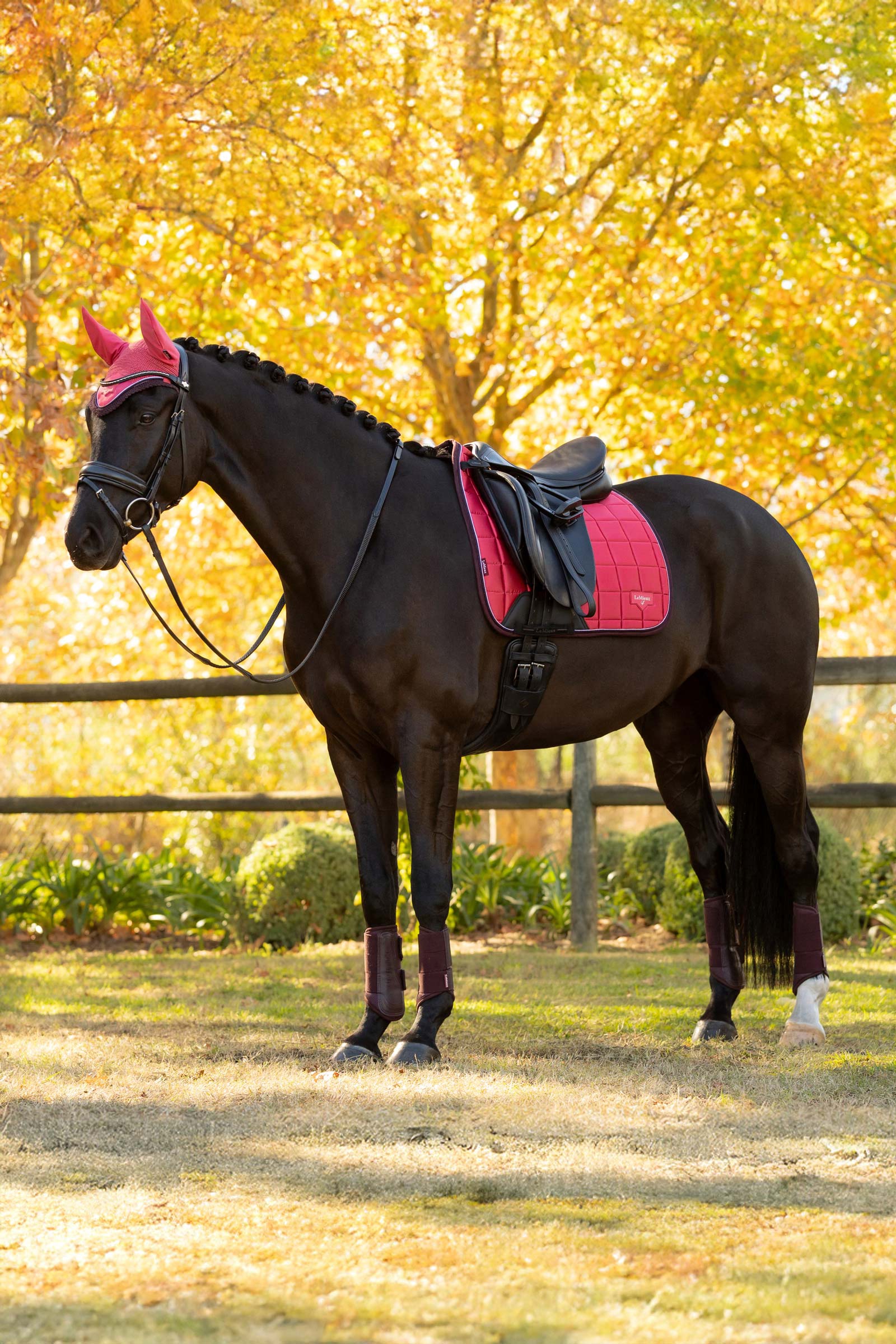 LeMieux Loire Classic Klasyczne czapraki ujeżdżeniowe