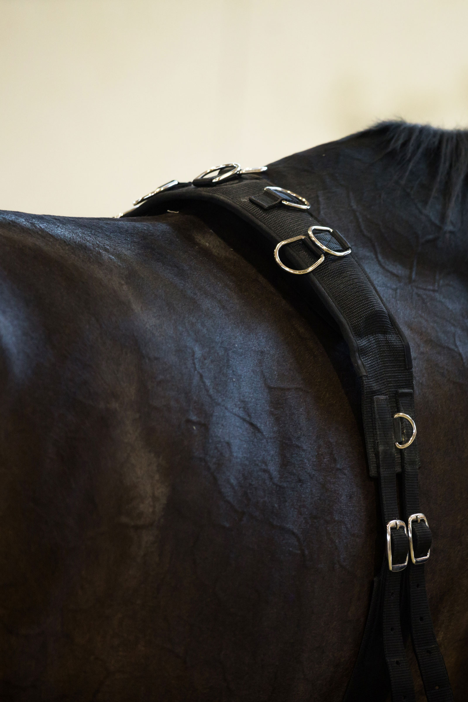 Pas do lonżowania Horze, nylonowy