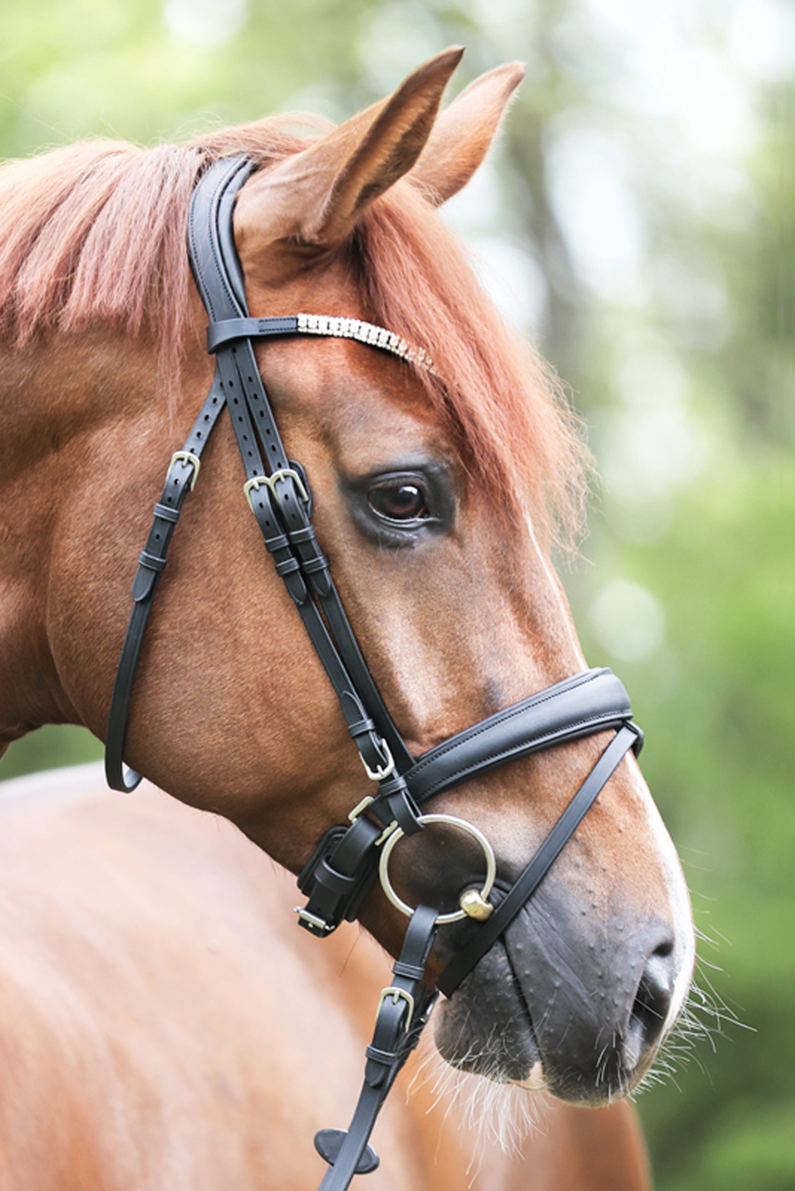 Ogłowie Kavalkade Everlyn crank z nachrapnikiem i paskiem pod brodę